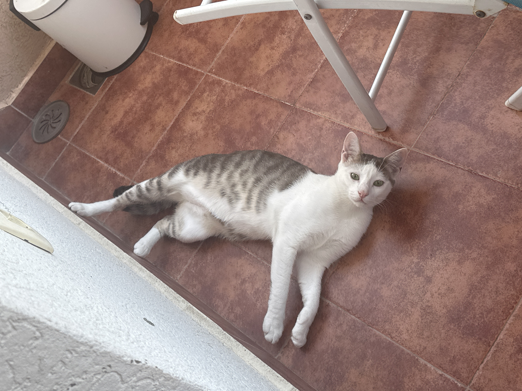 A domestic cat with white and gray tabby markings lies sprawled on a terracotta tiled floor. The cat is predominantly white with gray stripes on its back and tail, and gray markings on its head. It has green eyes and a pink nose. The cat is lying on its side with its front legs extended.
In the background, a white trash can with black handles is visible, as well as a floor drain. A portion of a white folding chair is also in the frame. The setting appears to be an outdoor area, possibly a balcony or patio, given the tiled floor and the presence of what seems to be a wall or railing on the left. The lighting suggests it is daytime. No text is visible in the image. The cat appears relaxed.