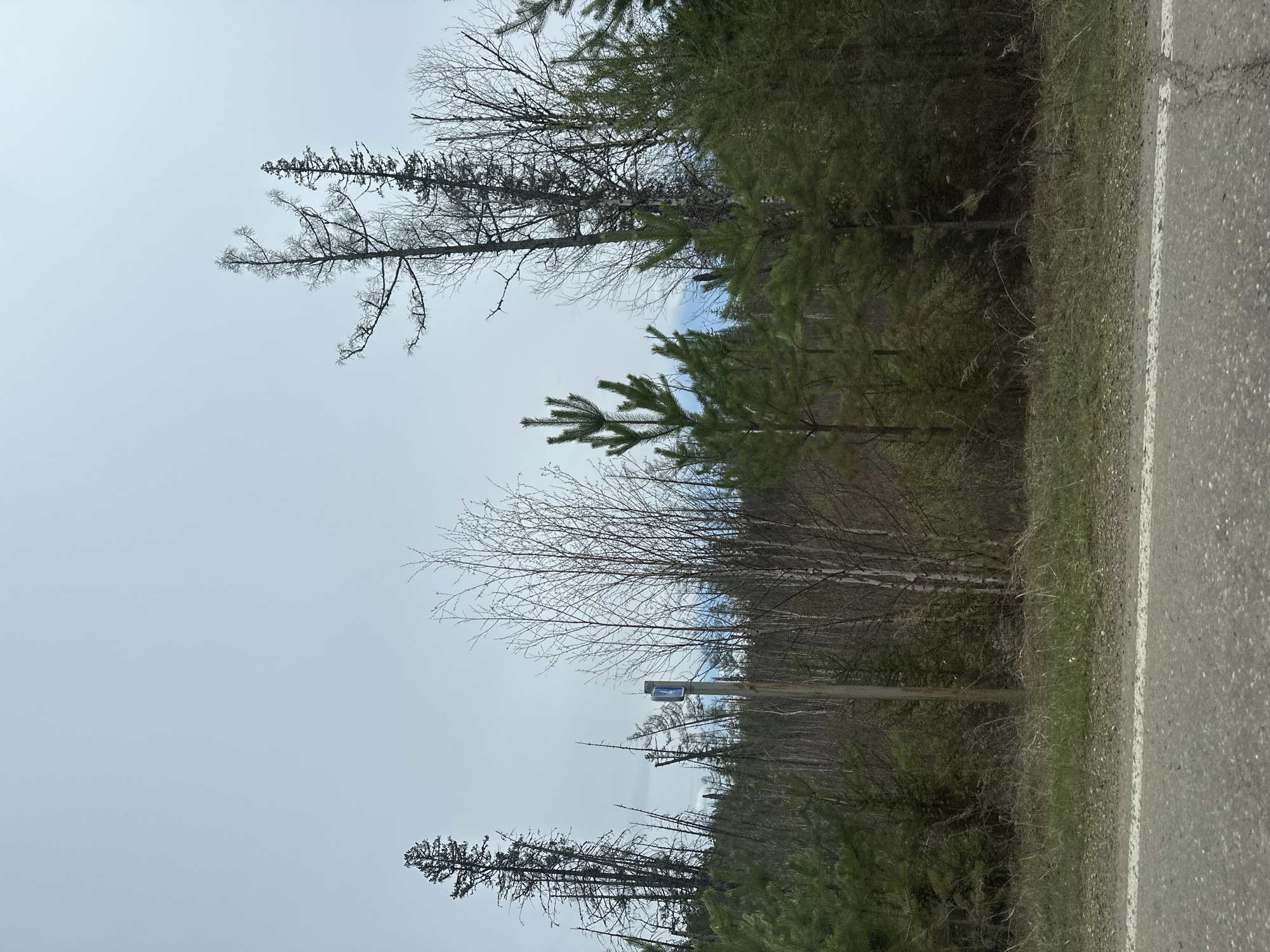 The image shows a section of road bordering a forest area, likely located near Sayansk, Russia due to image details. The asphalt road has a white dividing line. Adjacent to the road is a strip of grassy vegetation that transitions into a forest. The forest consists of a mix of evergreen trees and deciduous trees, some of which are bare. The sky is overcast. The photograph captures a roadside view within an area populated by trees and a paved road, possibly on the edge of an urban or rural setting. There are no people in the photo.