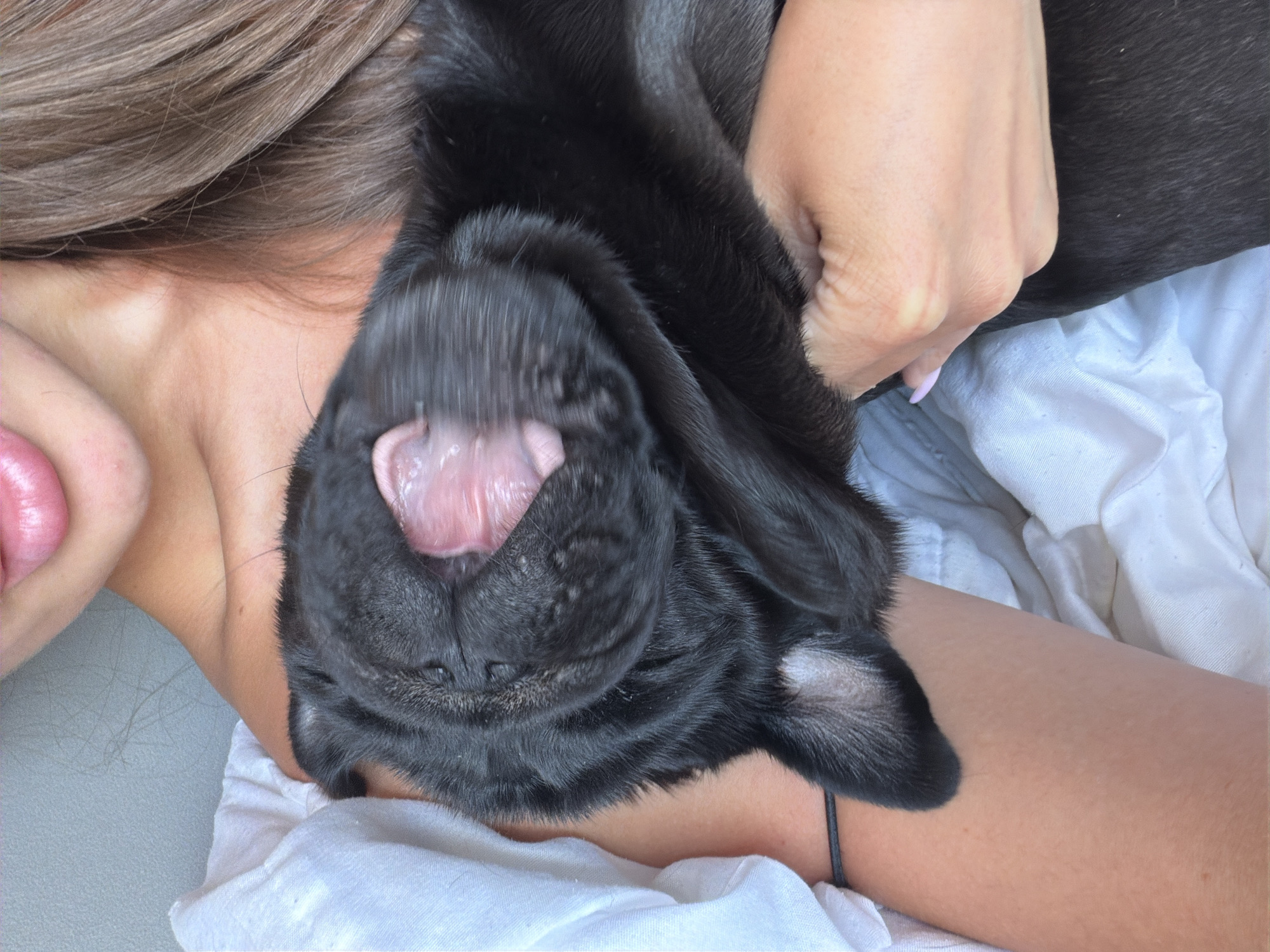 In this overhead, close-up shot, a person is holding a black puppy. The puppy's mouth is wide open, revealing its tongue and the inside of its mouth. The person's hands are visible, gently holding the puppy. The setting appears to be indoors, possibly on a bed or couch, with white fabric visible in the background. The lighting suggests it could be daytime. The person's hair, which is brown, is also visible around the puppy's head. The puppy has dark fur and a wrinkled face, characteristic of breeds like pugs or French bulldogs. There are no visible text elements in the image.