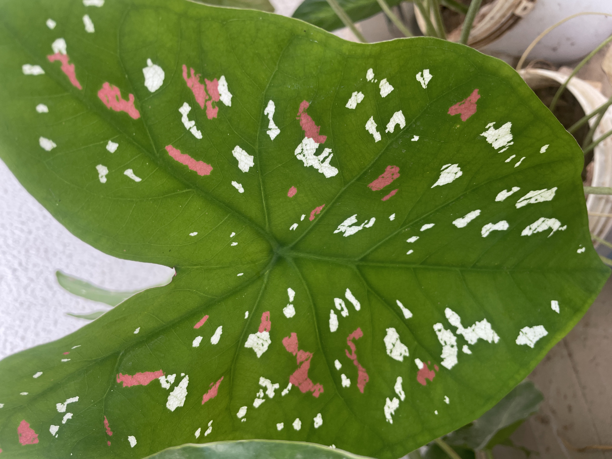 A close-up shot shows a heart-shaped, green Caladium leaf with white and pink blotches. The leaf displays prominent veins radiating from the center. The leaf is partially obscuring a tan-colored pot, suggesting the plant is potted.