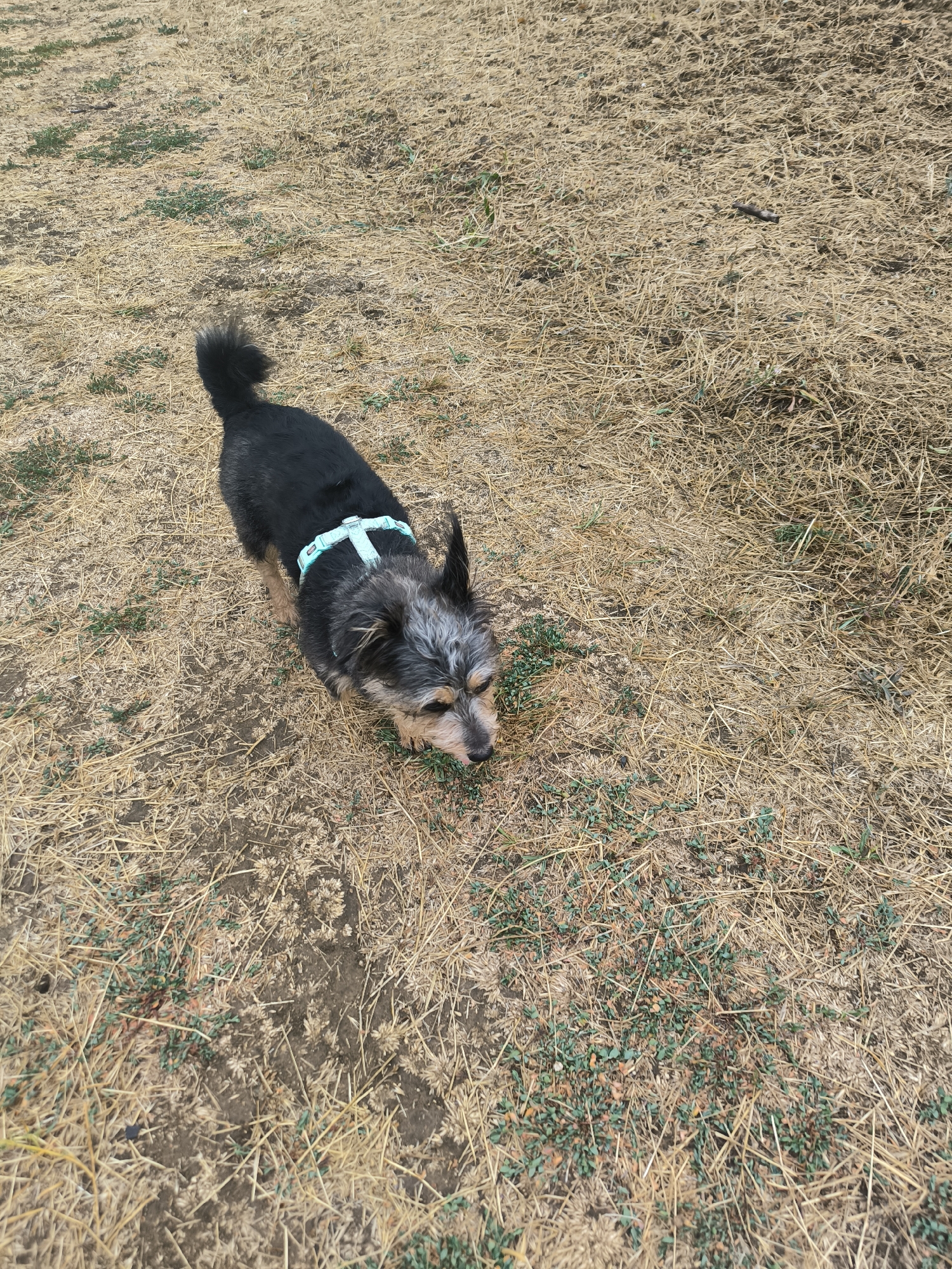 A medium-shot photograph shows a small black and grey dog with a blue harness standing on dry, tan grass in an outdoor environment. The dog is facing downwards and to the right, with its head lowered towards the ground. The grass is sparse in some areas, revealing patches of dark soil. There are also small clusters of green weeds scattered throughout the dry grass. The background is entirely filled with the same dry, grassy terrain. The lighting suggests it is daytime, possibly with overcast skies as there are no strong shadows. The location is identified as Mykolaiv, Ukraine.