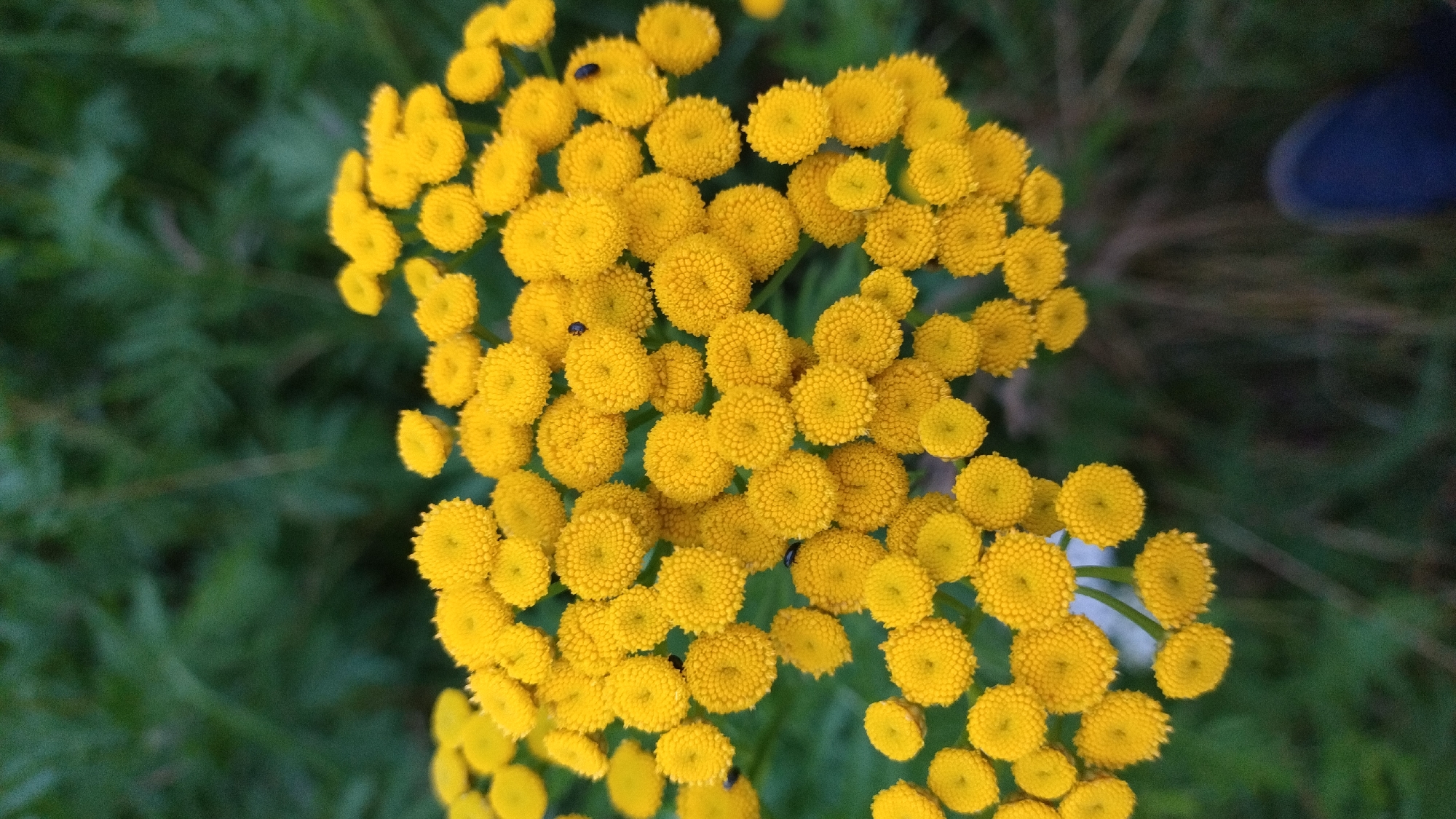 The image is a close-up, vertical, outdoor shot of a cluster of yellow flowers with fuzzy green foliage in the background. The flowers are small and button-like, with many tiny florets making up each bloom. There are two small, dark insects visible on some of the flower heads. In the bottom right corner, a dark blue shoe and a heel are visible, suggesting a person is present. The lighting is natural and overcast, creating soft shadows. The location in Jelgava, Latvia, is not specified.