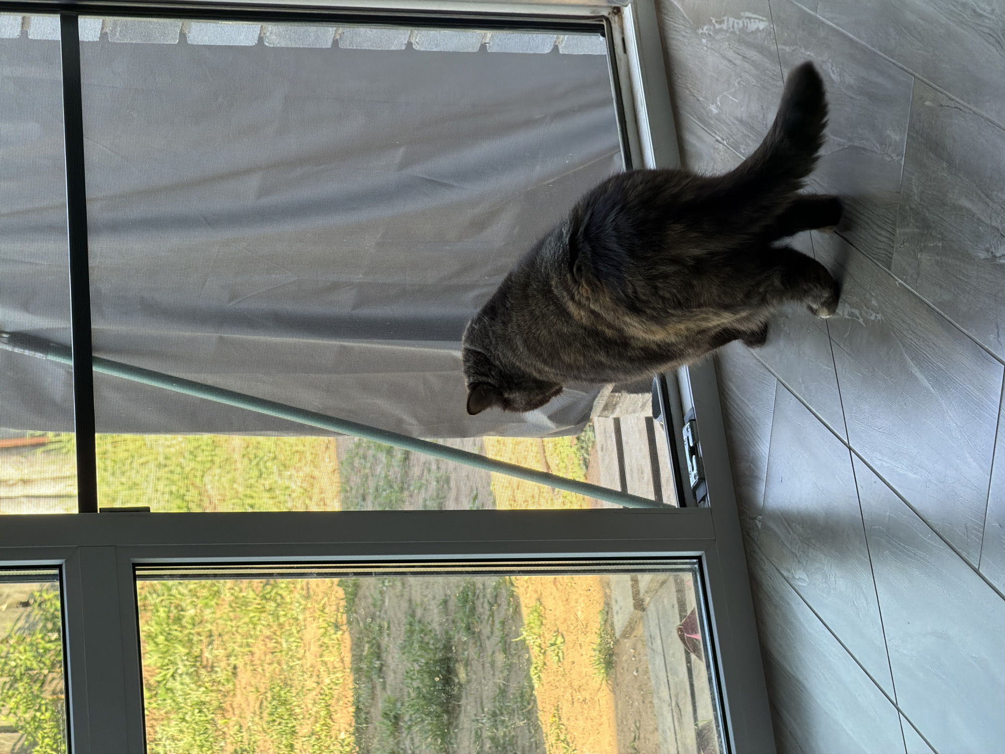 A photograph taken indoors depicts a gray tabby cat partially visible, with its head near the bottom left of the frame, its back angled toward the top left, and its tail pointed towards the top right. The cat is positioned near an open window, which shows an outdoor area with greenery and soil. The window is divided into multiple panes, with a screen visible in the upper portion. The floor is covered in gray tiles. The location of the image is unknown and there is no way to tell from the photo that it was taken in the city of Chaikovsky, Russia.