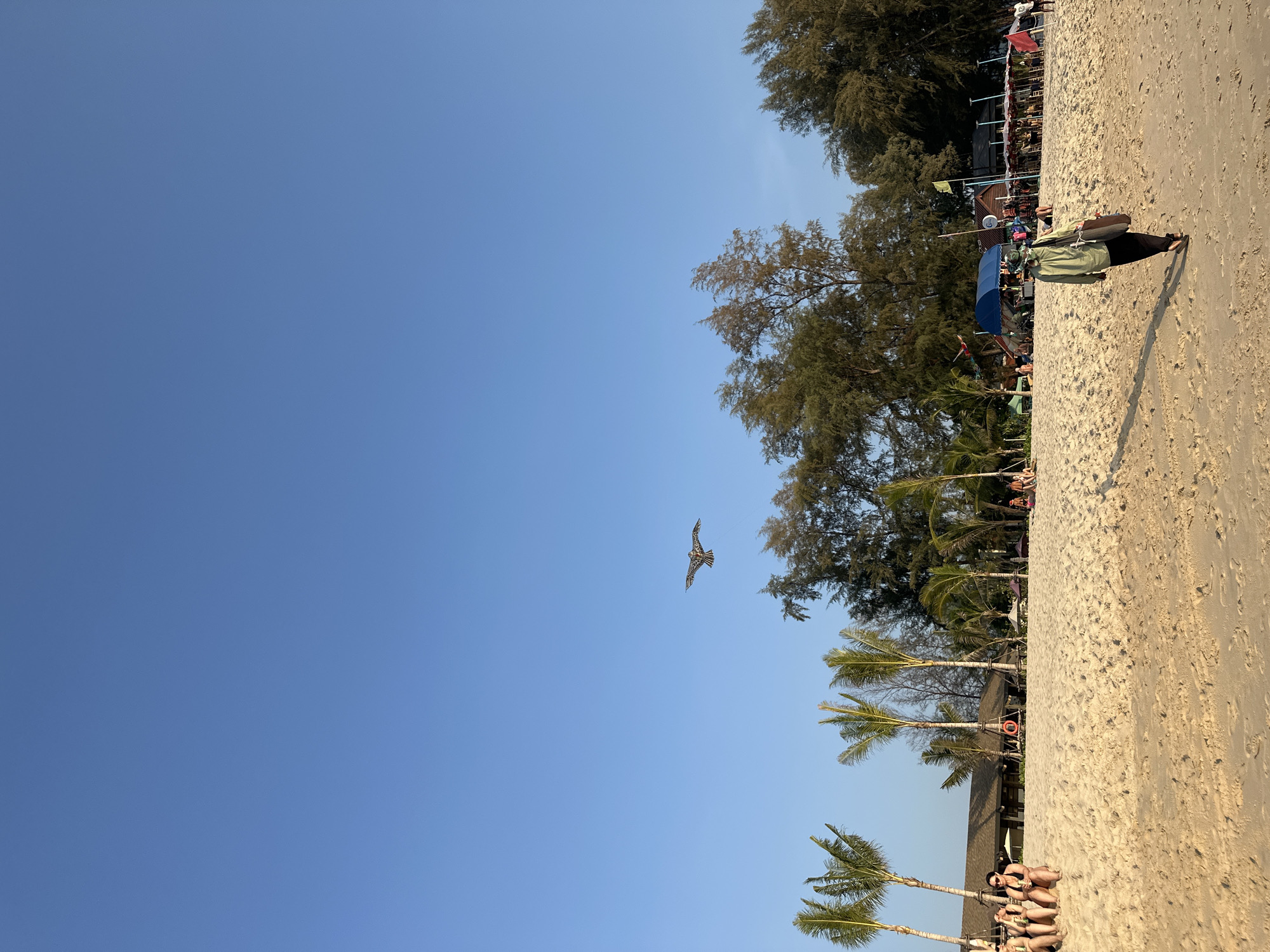 The scene depicts a sandy beach in Choeng Thale, Thailand, under a clear, light blue sky. A large, patterned kite, resembling a bird of prey, is visible soaring in the upper-middle left quadrant of the sky. The sandy expanse of the beach occupies the lower half of the image, showing visible footprints and undulations.
In the mid-ground, slightly right of center, a sole individual walks away from the camera, wearing a light green long-sleeved shirt, dark pants, and a wide-brimmed hat, carrying a dark bag over their left shoulder. Their elongated shadow stretches behind them on the sand, indicating a low sun angle.
To the far left, a group of four individuals, primarily female, are seated directly on the sand, facing towards the left. They appear to be wearing swimwear; one individual holds a green bottle.
The background features a line of tall palm trees, behind which a larger building with a dark roof is visible. Further to the right, a denser line of evergreen trees forms the natural boundary of the beach. Nestled among these trees and structures are various signs of human activity: a blue canopy tent, several smaller wooden structures or huts, and multiple beach umbrellas (some red, some neutral-toned) sheltering tables and chairs. A red lifebuoy is visible on the left side, and a yellow flag and a red flag are discernible further right in the background. Other indistinct figures are present in the background area, suggesting a populated leisure environment. The lighting suggests late afternoon.