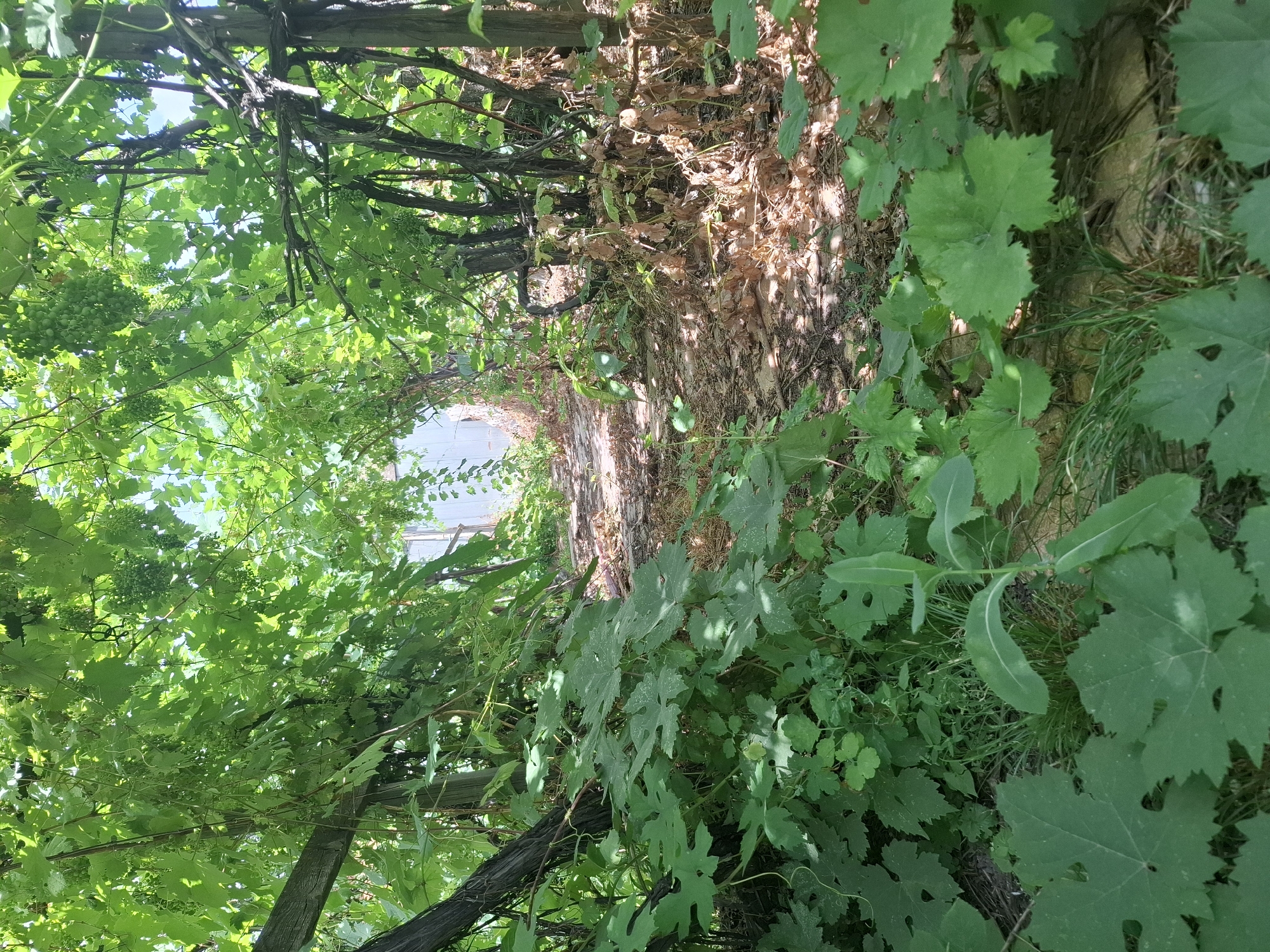 The image depicts a sun-dappled path winding through a dense canopy of green grapevines. The path is covered with dry leaves and dirt. In the background, a white structure, possibly a shed or a building, is visible. The scene is set in a garden or vineyard, and based on the mention of Almaty, Kazakhstan, this could be a vineyard located on the outskirts of the city, perhaps in one of the surrounding agricultural regions known for grape cultivation. There are no people or animals visible in the image. The overall impression is one of a natural, somewhat overgrown setting.