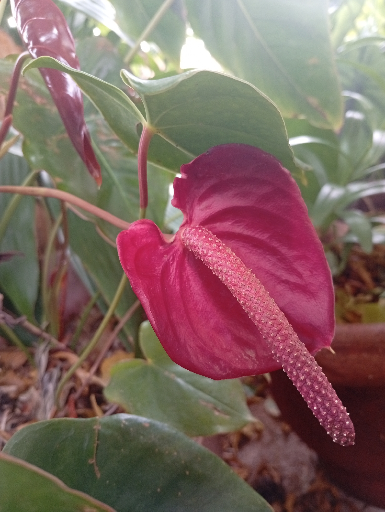 The image displays a close-up view of a deep red anthurium flower with a pink spadix, set against a backdrop of lush green leaves and blurred earthy tones. The flower's spathe is heart-shaped and curved, showcasing its waxy texture. The spadix is elongated and covered in tiny, pearl-like protrusions. Several other anthurium plants and their leaves are visible in varying degrees of focus, creating a dense, botanical environment. The lighting suggests an outdoor setting, possibly a garden or conservatory, with soft, diffused light filtering through. There are no people or observable actions depicted in the image. The scene's specific location in Gura Top, Nigeria, cannot be determined from the visual information provided.