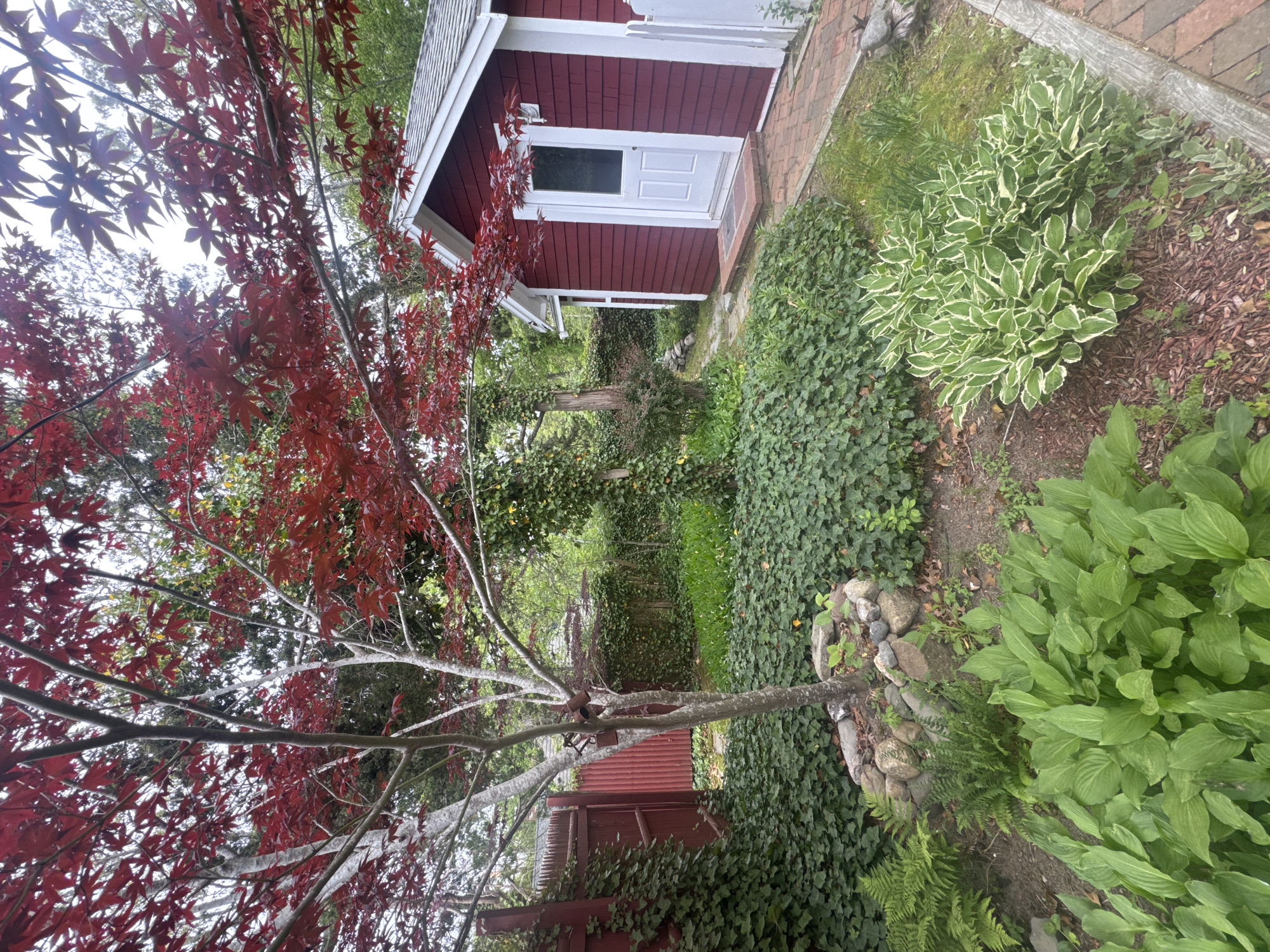 The image depicts a garden scene in Eastham, United States of America. A small, red building with a white door and trim stands to the right of a Japanese maple tree with red leaves. A brick path leads to the building's entrance. The ground cover is primarily green ivy, interspersed with hostas and a variegated plant with green and white foliage. A border of rocks separates the ivy from the other plants. A section of a red fence is visible in the background. The scene is taken during the day with natural lighting.