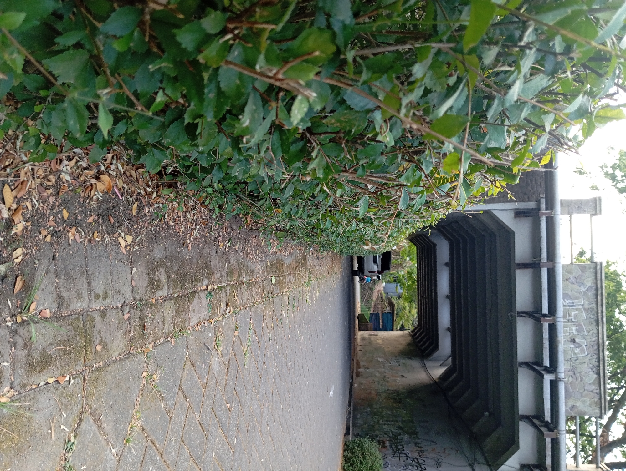The image depicts a view of a road passing under a bridge. The foreground is dominated by a dense green hedge on the left side of the image. The road itself is paved with interlocking stone blocks and extends into the distance, disappearing under the bridge's archway. A light-colored SUV is parked on the right side of the road, near the entrance to the underpass. A person is visible on a bicycle in front of the SUV. Graffiti is present on the concrete walls of the underpass. The environment appears to be outdoors, possibly in a semi-urban or park-like setting, with trees visible in the background beyond the bridge. The lighting suggests it is daytime. The location is identified as Ketanireng, Indonesia.