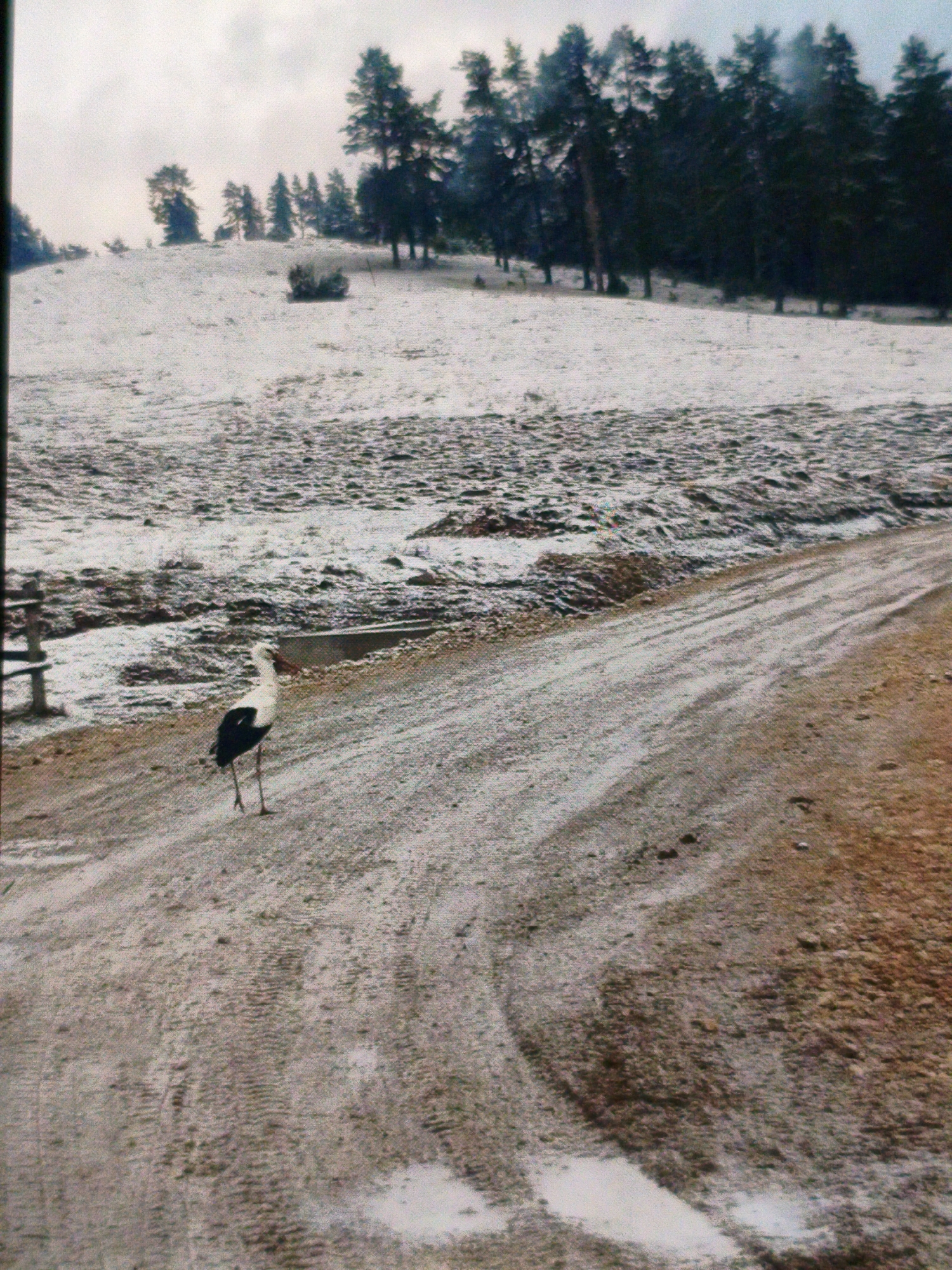 A stork stands on a dirt road, lightly covered with snow. To the left is a partial wooden fence and a snow-dusted field. The field rises to a hilltop with sparse trees in the background. The sky is overcast. Based on visual cues (and metadata, which is not available) this scene does not match the common urban environment of Devin, Bulgaria, but rather a rural area.