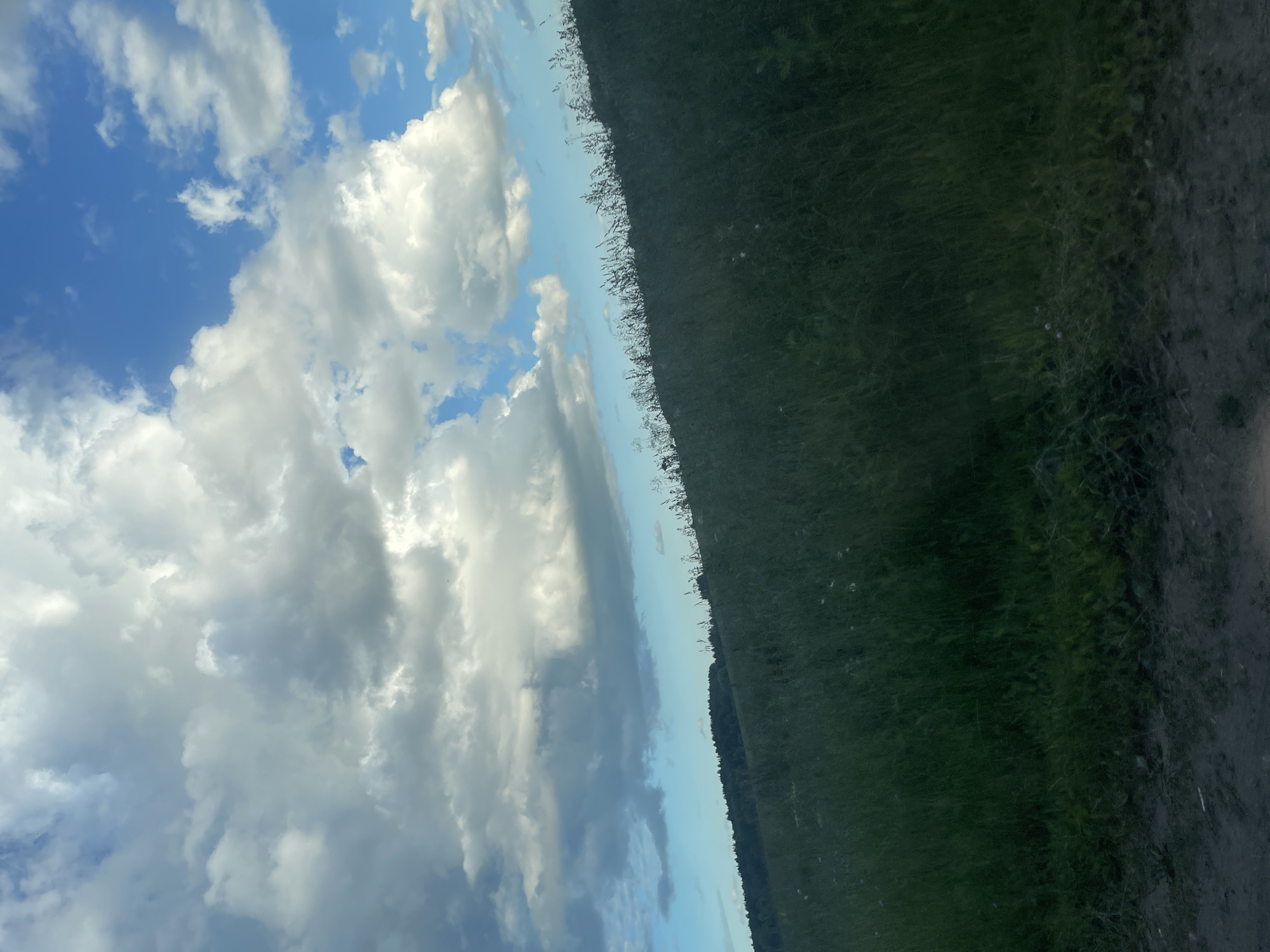 This is a vertical, landscape-oriented photograph taken from a high vantage point, looking down and across a vast expanse of greenery. The scene is divided diagonally, with the left side dominated by a cloudy sky and the right side by a dense, dark green field of vegetation.
The sky is a vibrant blue with large, fluffy white and gray clouds that appear to be moving. Some clouds are thick and billowy, while others are thinner and more wispy. Sunlight seems to be filtering through the clouds, creating variations in brightness and shadow across the sky.
The right side of the image is filled with a field of what appears to be tall grass or crops. The vegetation is a deep green, with some areas appearing almost black due to shadow or density. The texture of the field is varied, with some areas showing clear rows or patterns, while others are more uniform and dense. Along the edge of the field, where it meets the sky, there are thin, dark vertical lines that could be the tops of trees or tall plants.
The lighting suggests it is daytime, likely afternoon, given the intensity of the sunlight and the shadows cast. The weather appears to be dynamic, with both clear sky and significant cloud cover present. The overall impression is one of a natural landscape, possibly a rural or agricultural area, seen from an elevated perspective. There is no visible text in the image.