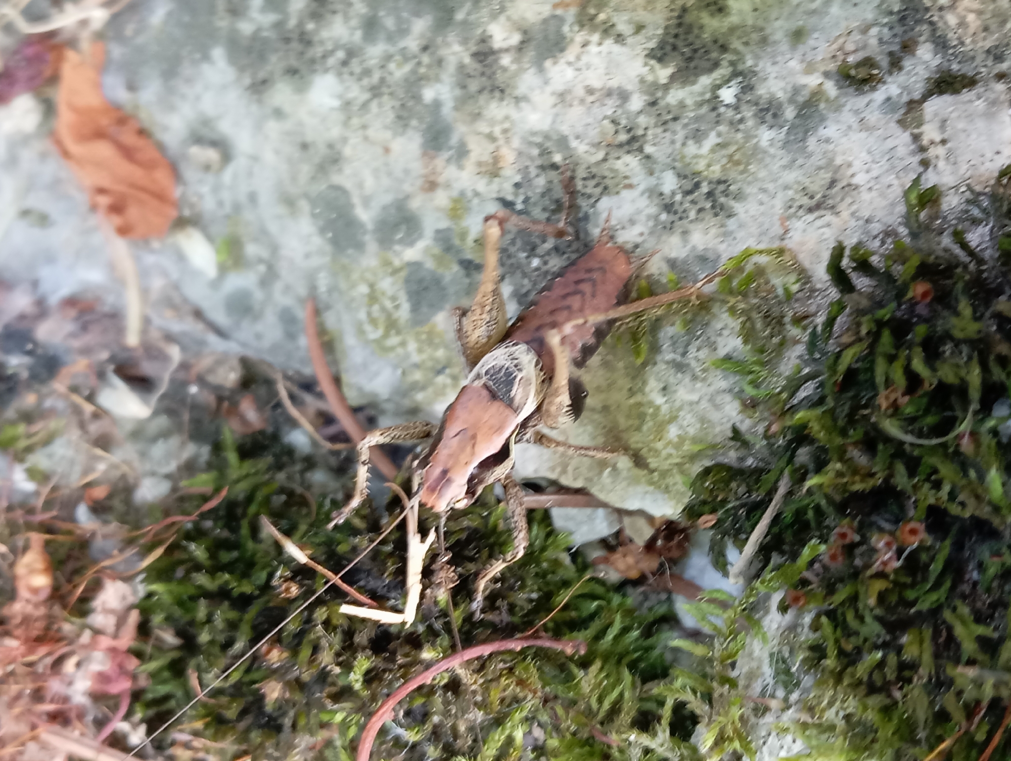 A grasshopper with brown and black markings rests on a mossy, rocky surface. The insect's body is elongated, and its legs are splayed out. The background consists of greyish rock and green moss, with some dry leaves scattered around. The lighting suggests an outdoor environment, possibly in a garden or natural area within the city of Baden, Austria.