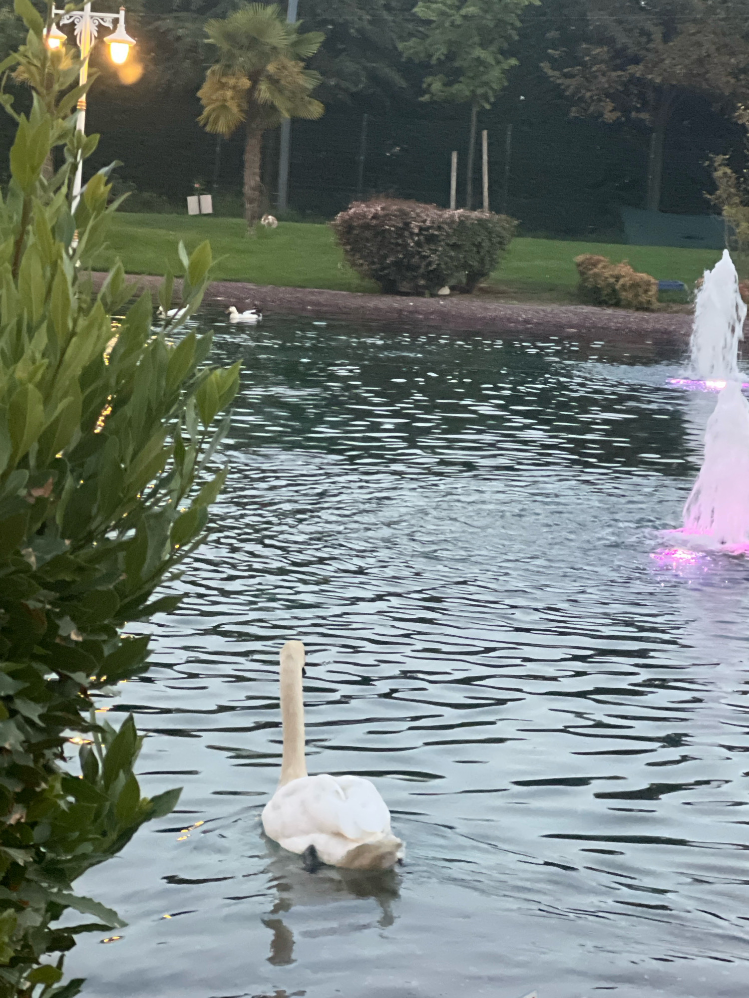 The image depicts a serene body of water, likely a pond or lake, with a white swan gracefully swimming in the foreground. The swan is facing away from the camera, with its long neck extended upwards and its body slightly submerged in the rippling water. To the left of the swan, lush green foliage partially obscures the view. In the background, a manicured lawn with trees and shrubs suggests a park-like setting. Two fountains are visible in the distance, one emitting a white spray, and another with pinkish lighting at its base. The overall atmosphere is tranquil, with the water's surface reflecting the subdued light of what appears to be dusk or early evening. The environment is likely situated in the Maltepe district of Istanbul, Turkey, given the context provided.