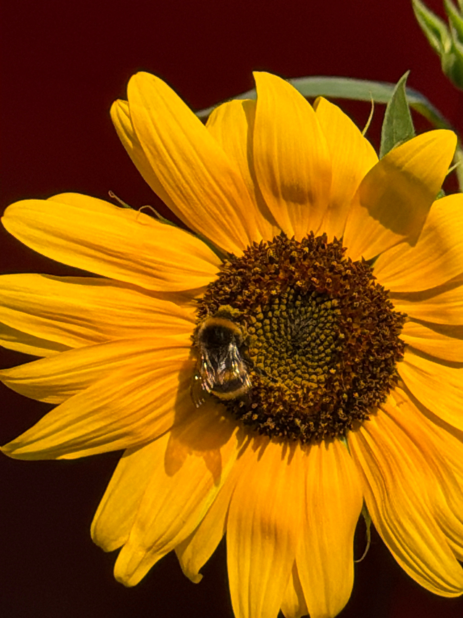 A close-up shot focuses on a sunflower, its bright yellow petals dominating the frame. A bumblebee is perched on the dark, textured center of the flower, its body partially visible. The background is a deep, dark red, creating a strong contrast with the vibrant yellow of the sunflower. There is no discernible location in the city of Esch-sur-Alzette, Luxembourg, visible in this image. The scene is a natural, isolated subject with no human presence.