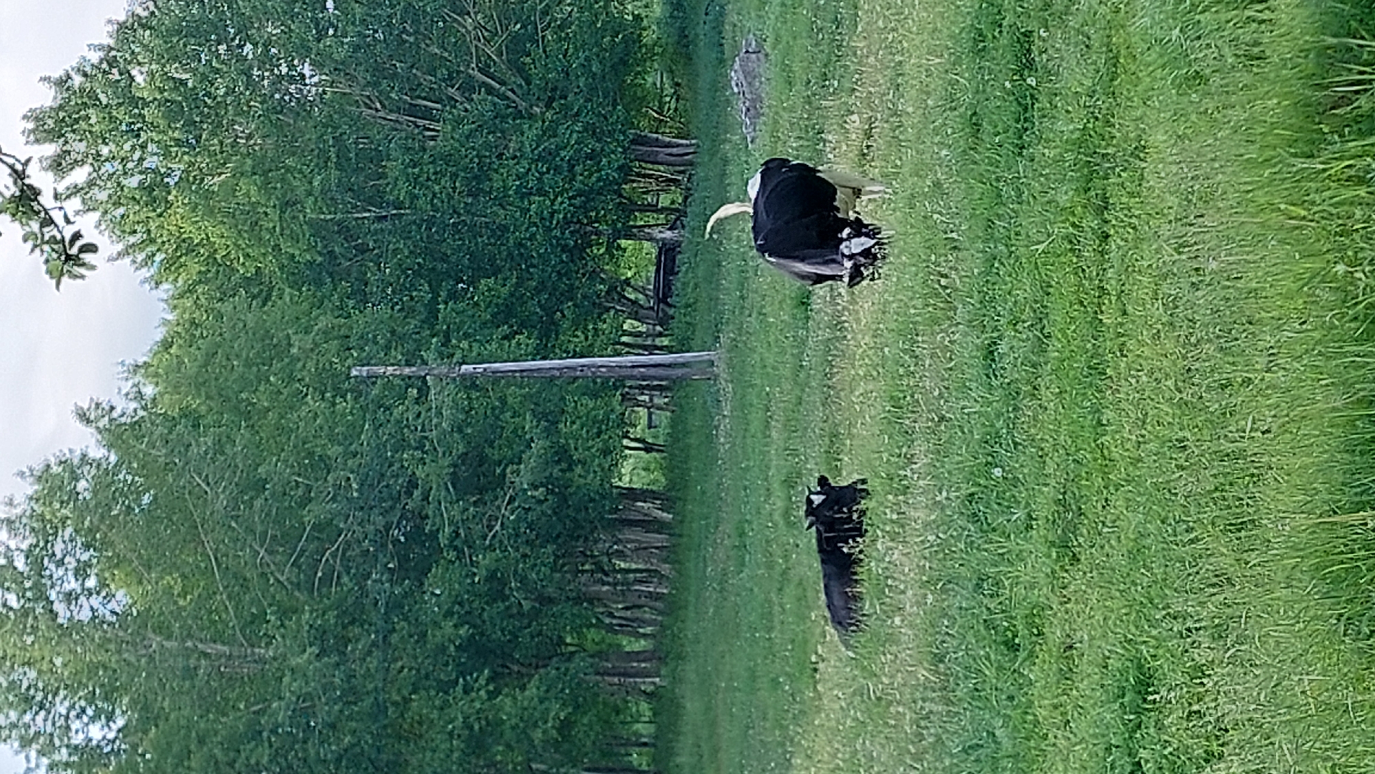 In a grassy field, two cows are present. One cow is black and white and is grazing in the field. The other cow is entirely black and is lying down in the grass. In the background, there are trees and a wooden pole. The scene appears to be in Severnye Koryaki, Russia.