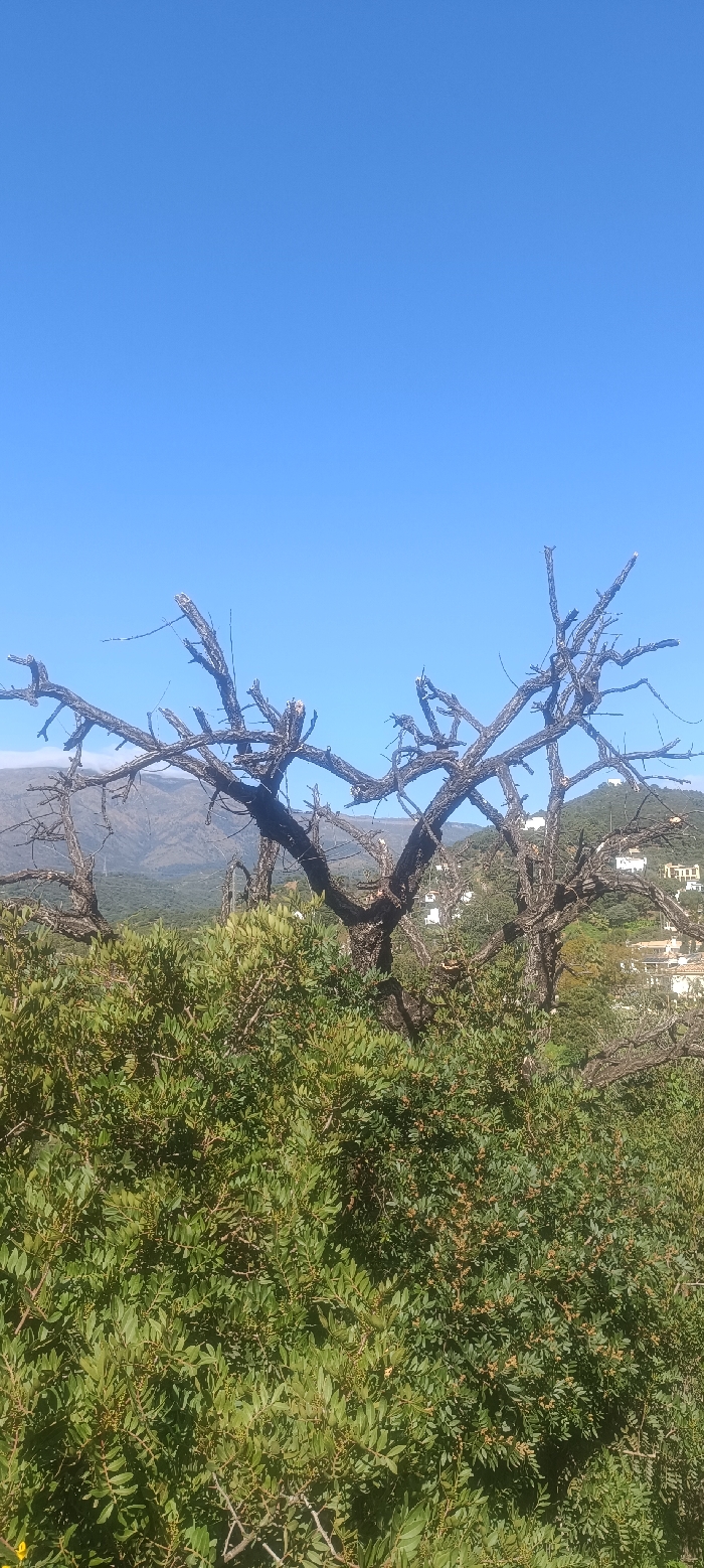 The image presents an elevated outdoor scene in Forest Hills, Spain, under a clear, bright blue sky that occupies the upper portion of the frame. In the midground, several dark, gnarled, and predominantly bare tree trunks and branches are visible, suggesting dead or severely pruned trees, with some lighter wood exposed at the ends of cut branches. The lower half of the frame is filled with dense, vibrant green foliage and smaller plants, with hints of yellow flora at the bottom left. In the distant background, rolling mountains with some faint atmospheric haze are visible on the left and center. To the right of the background, multiple white buildings with visible red rooftops are scattered across a green, vegetated hillside, indicating a populated area. No individuals or discernible activities are present in the scene.