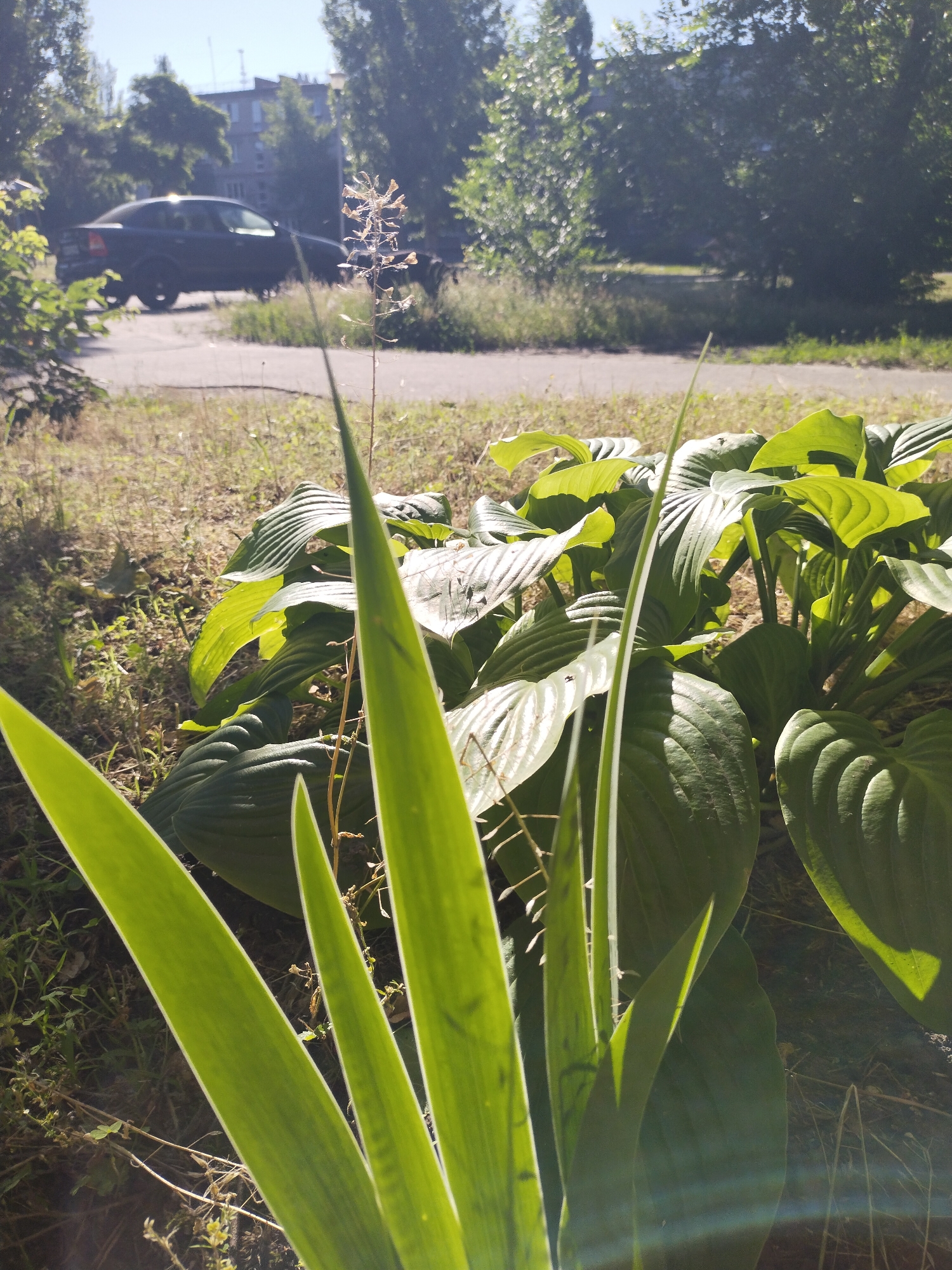 In the city of Horishni Plavni, Ukraine, a shallow depth of field image captures a sunny day with lush green foliage in the foreground. A cluster of large, ribbed hosta leaves dominate the lower right portion of the frame, catching the sunlight and casting shadows. Tall, thin green leaves with white edges rise from the left, obscuring some of the hostas. In the mid-ground, a slender, dry stalk with small, dried seed pods stands out. Further back, a dark-colored sedan is parked on an asphalt road that curves slightly. Beyond the road, mature trees with dense green canopies line the background, with a building partially visible through the foliage. The ground is covered in dry grass and sparse green weeds. The sky is a clear, bright blue, indicating fair weather.