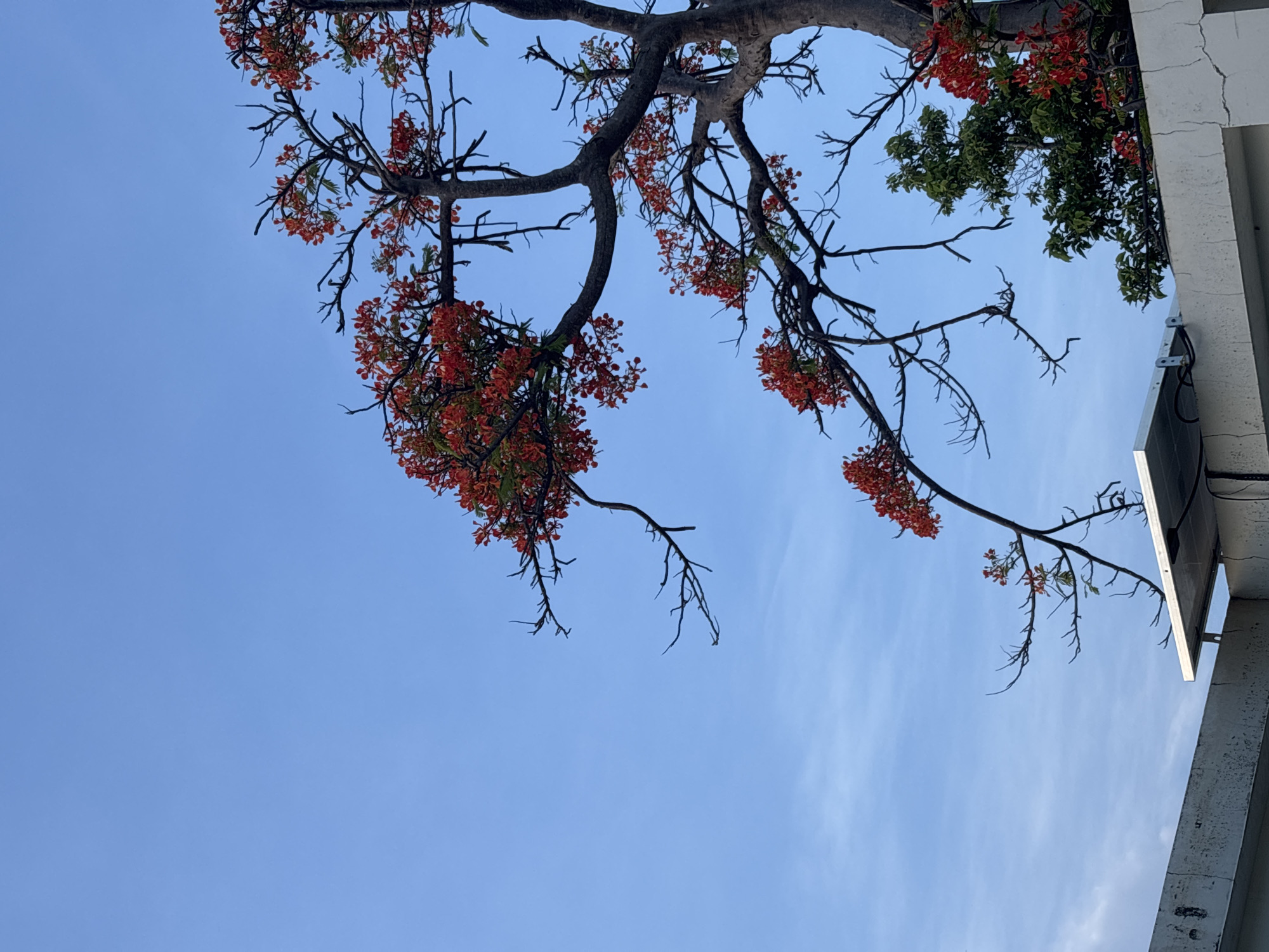 A photograph taken from a low angle shows a blue sky with a few wispy clouds. In the foreground, the top of a white concrete structure, possibly a rooftop, is visible. On this structure, a solar panel is installed, with wires connected to it. To the right of the solar panel, a tree with vibrant red flowers and dark branches is prominent, reaching upwards into the sky. The tree's leaves are a mix of green and red. The image is taken outdoors in what appears to be an urban or suburban environment, but no specific landmarks or identifying features of Unknown, Unknown are discernible. There are no people or animals present in the scene.