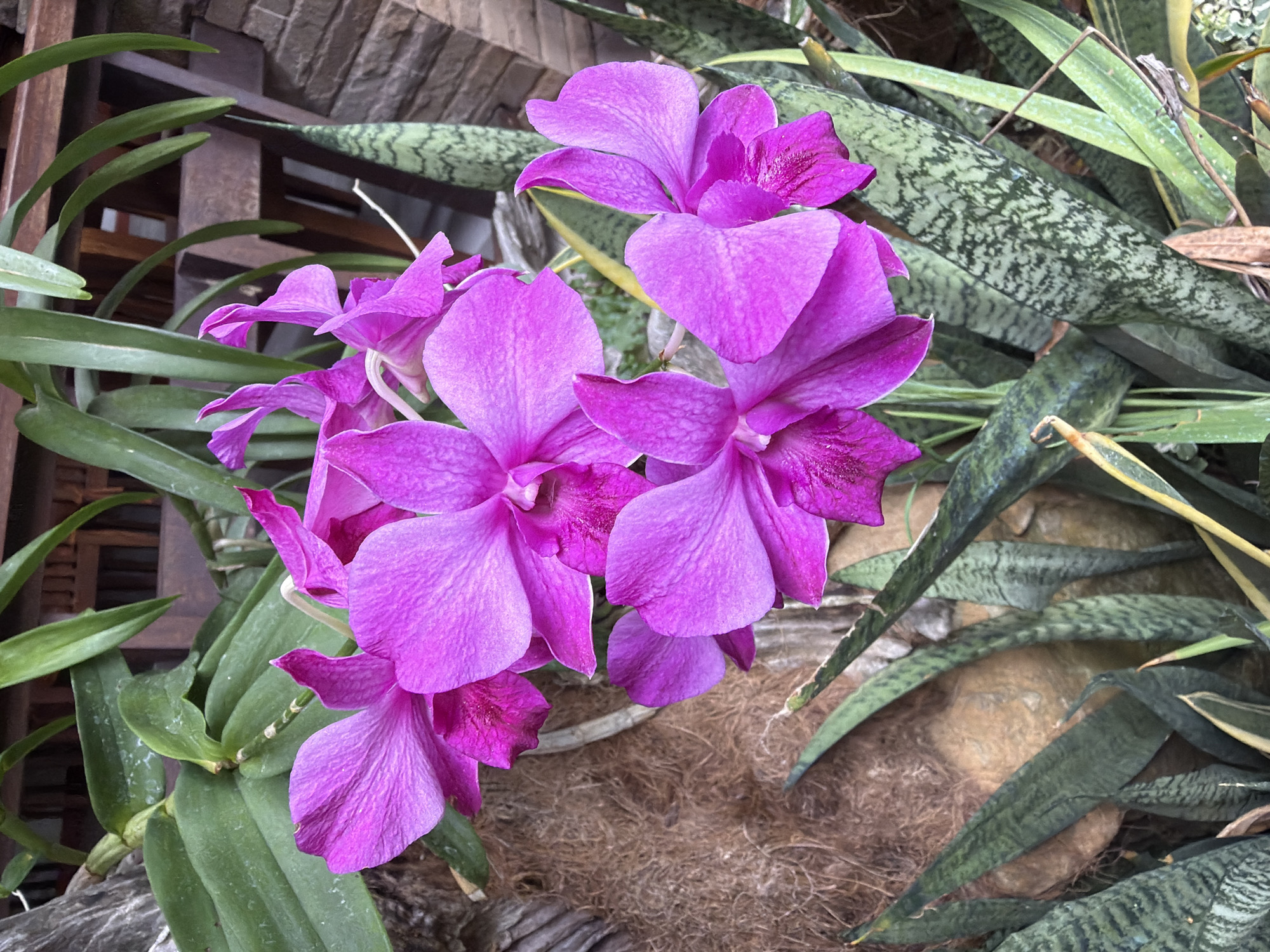 This image shows a close-up of vibrant purple orchids in bloom, situated amidst lush green foliage. The orchids, with their delicate petals, are the primary subjects, arranged in a cluster and capturing the viewer's attention with their intense color. Interspersed with the orchids are the sword-like leaves of a snake plant, their green and grey patterns providing a contrasting texture. In the background, elements of a natural or garden setting are visible, including what appears to be a wooden structure and a rough, fibrous material, possibly part of a natural planter or tree bark. The overall impression is one of natural beauty and tranquility, with the orchids standing out against their verdant surroundings. The image does not depict any people or specific actions.