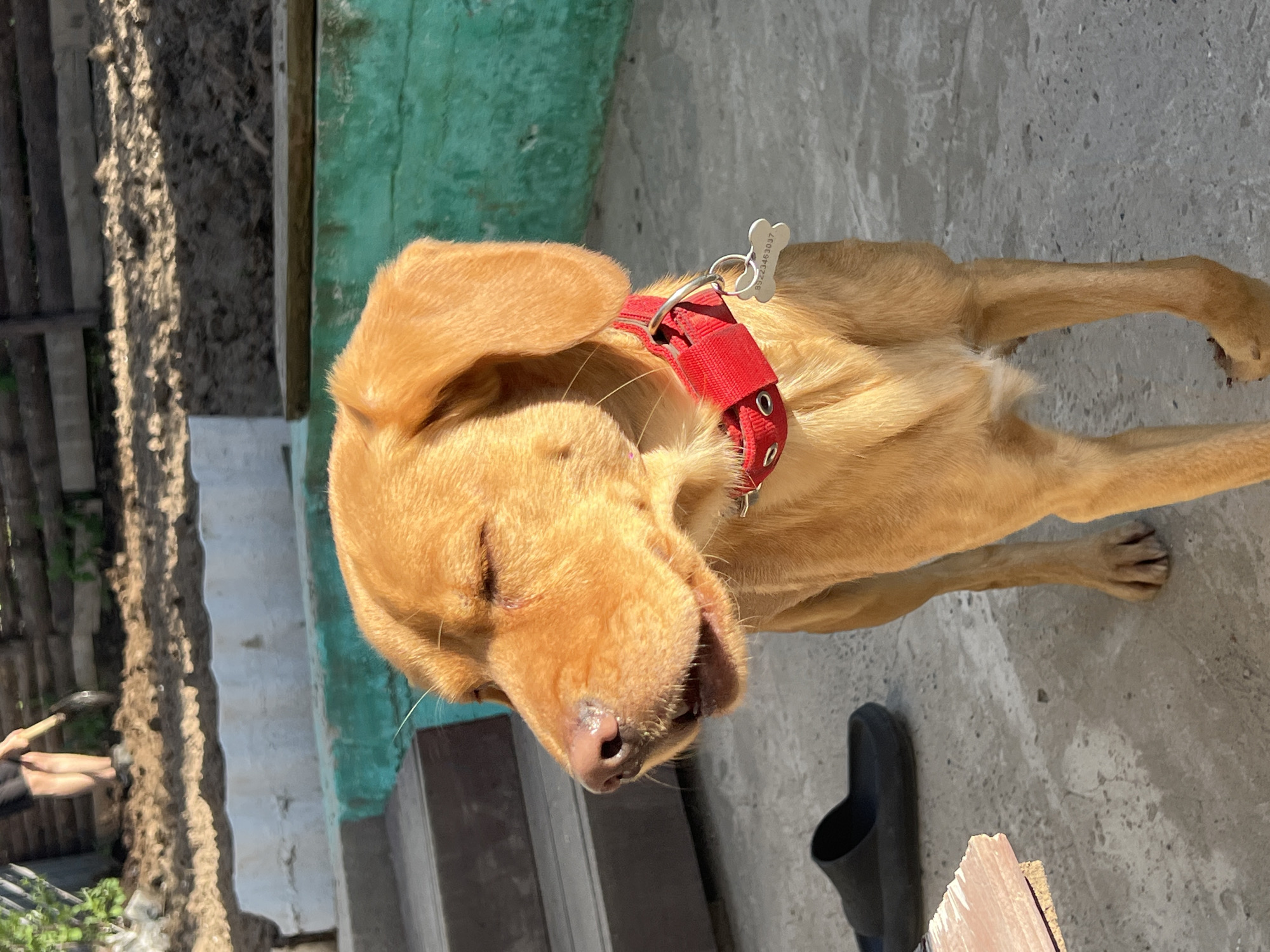 A brown dog with a red collar is lying on a concrete surface outdoors. The dog has its eyes closed and a tag hanging from the collar. A black sandal and a piece of wood are also on the concrete. In the background, there is a green wall and a wooden fence. The image was taken in the city of Chaikovsky, Russia.