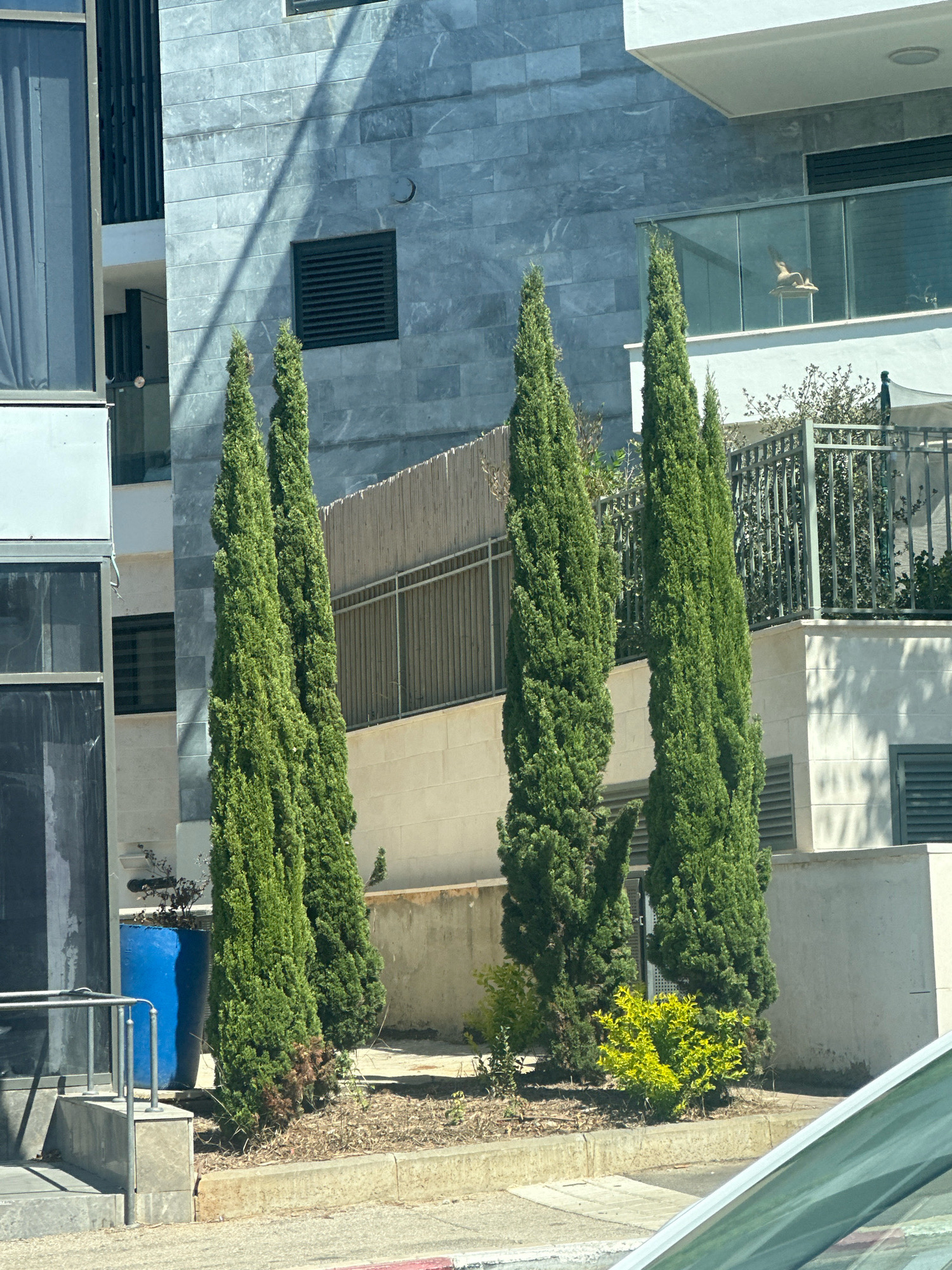 The image shows a narrow, columnar cypress tree in front of a modern building. The building appears to be made of grey stone or tile, with large windows and balconies. There is also a metal fence and some smaller bushes in the foreground. The overall impression is one of a well-maintained urban environment.