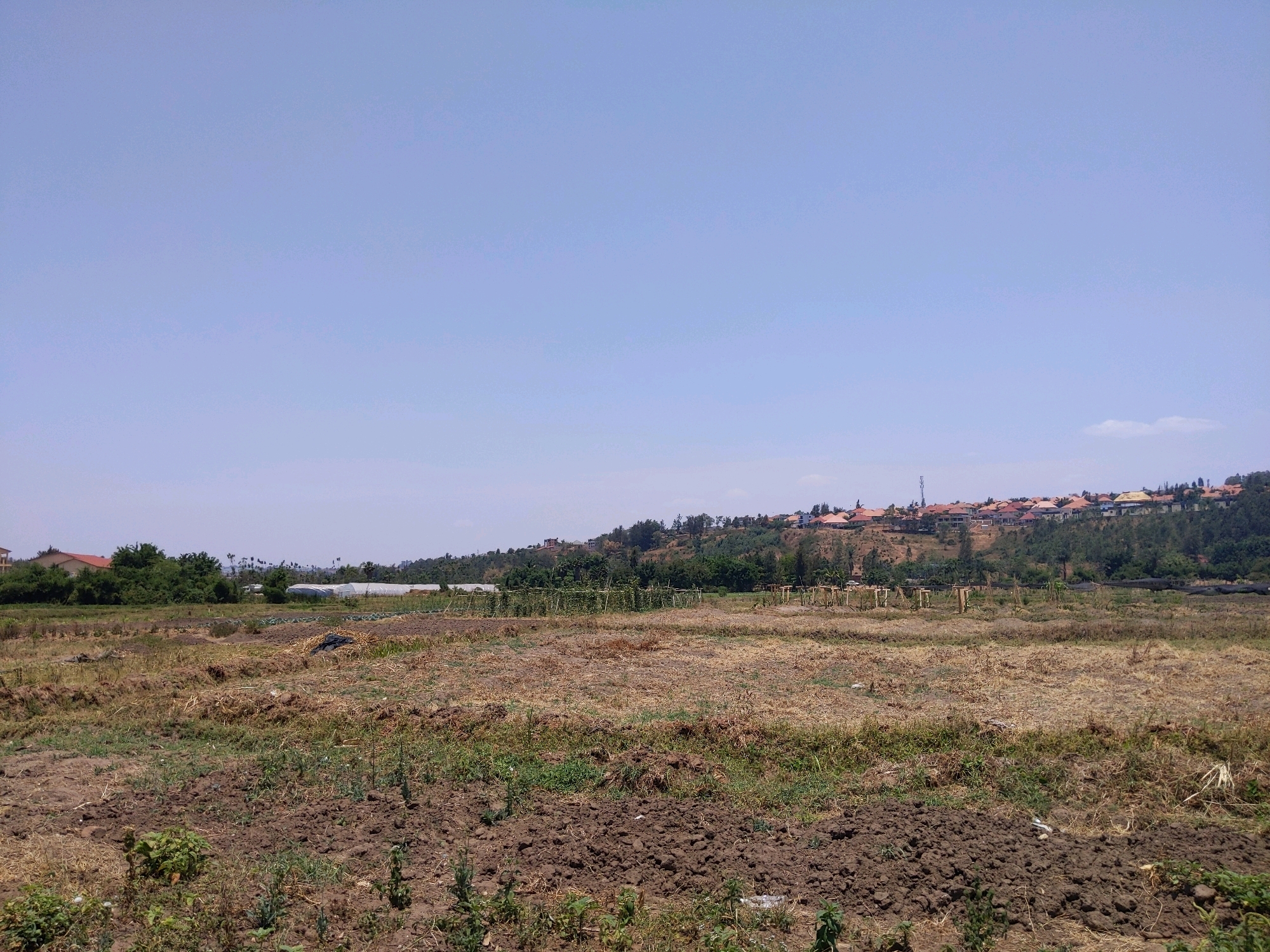 The image depicts a rural landscape in the City of Kigali, Rwanda, under a clear, pale blue sky. In the foreground, a field of dry, brown soil and sparse, green vegetation shows signs of recent cultivation, with some areas appearing tilled and others overgrown with weeds. In the middle ground, there are remnants of agricultural structures, including wooden posts and what appear to be irrigation systems, interspersed with patches of dry grass and tilled earth. Further in the distance, a row of greenhouses with white coverings is visible, suggesting more intensive agricultural activity. Beyond the fields, a densely wooded hillside rises, dotted with trees. On the crest of the hill, a cluster of houses with red-tiled roofs and light-colored walls forms a residential area. The overall scene conveys a sense of agricultural land transitioning towards a more developed residential zone.