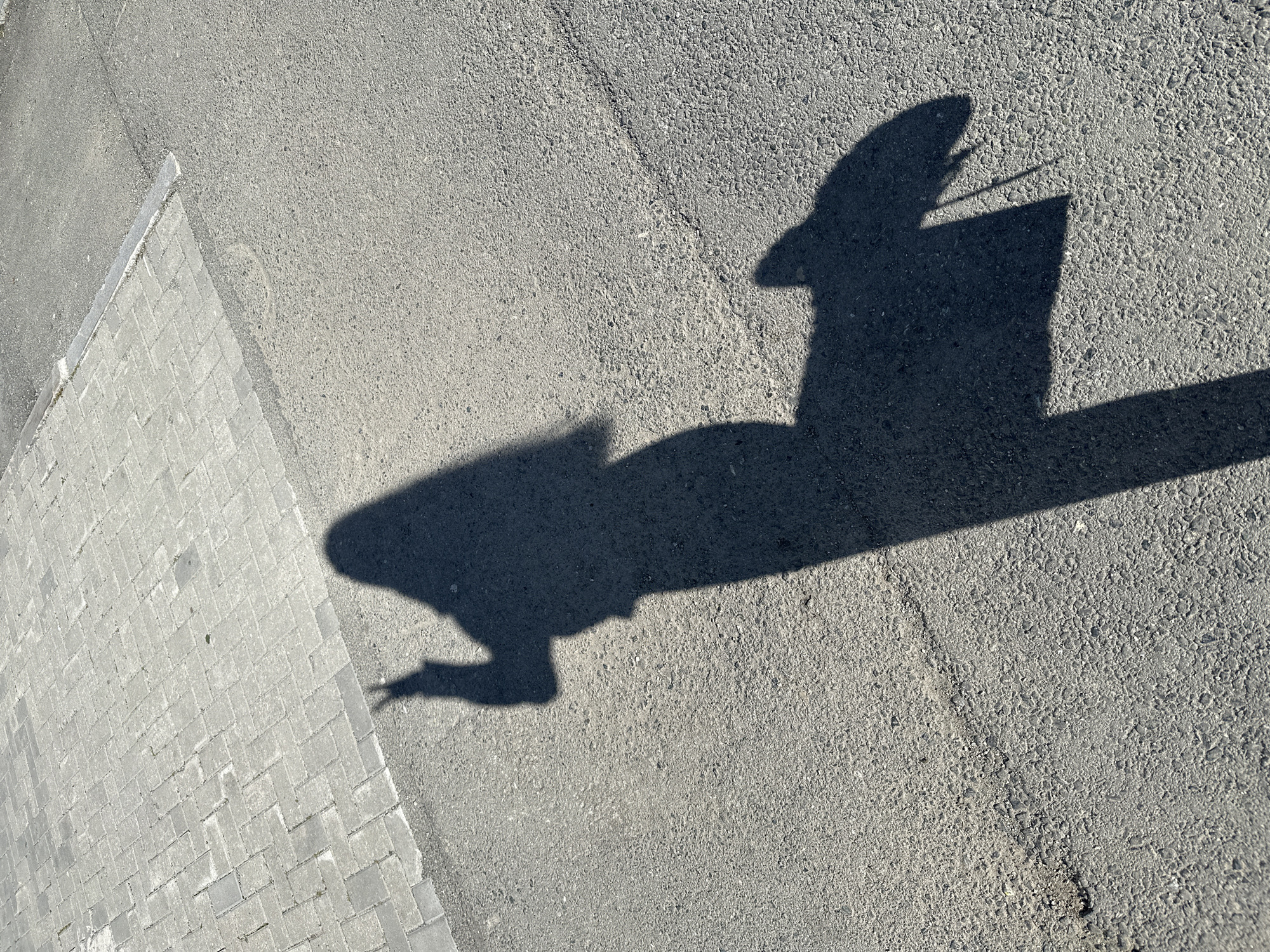 The image shows a shadow on asphalt, cast by a person holding a clipboard or tablet. The shadow of the person's head is distinct, suggesting a hat or hairstyle. The asphalt surface is rough and slightly angled in the frame. To the left, a paved area with rectangular stones is visible. The location, Yekaterinburg, Russia, is only known through the prompt. There are no visual clues to confirm the city.