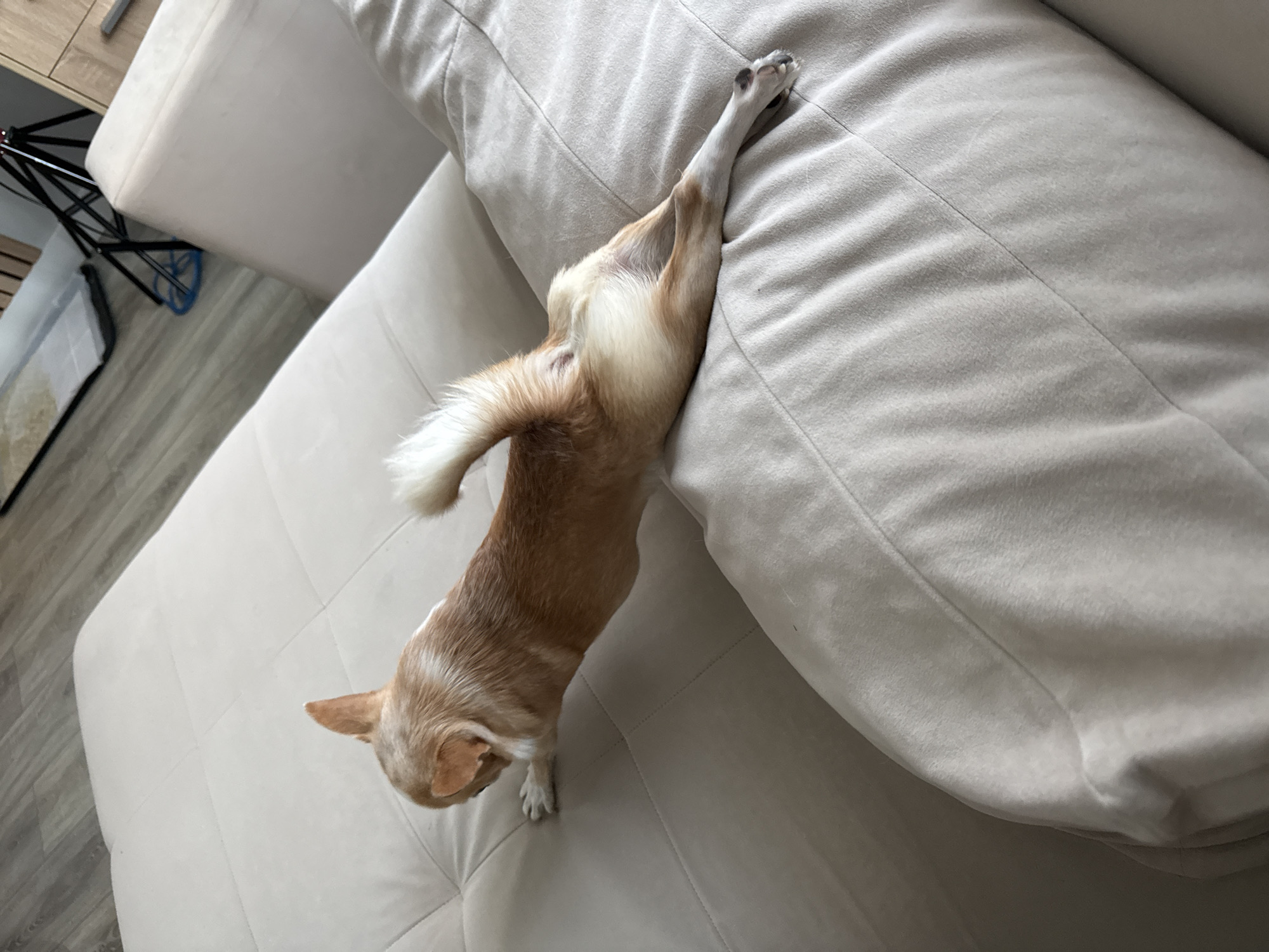 A tan and white chihuahua sprawls across a beige sofa. Its head is tilted down towards the sofa's seat, while its front paws are on the seat and its back right leg is extended upward, resting on the sofa's back cushion. The room includes beige furniture and a black and white object in the background.