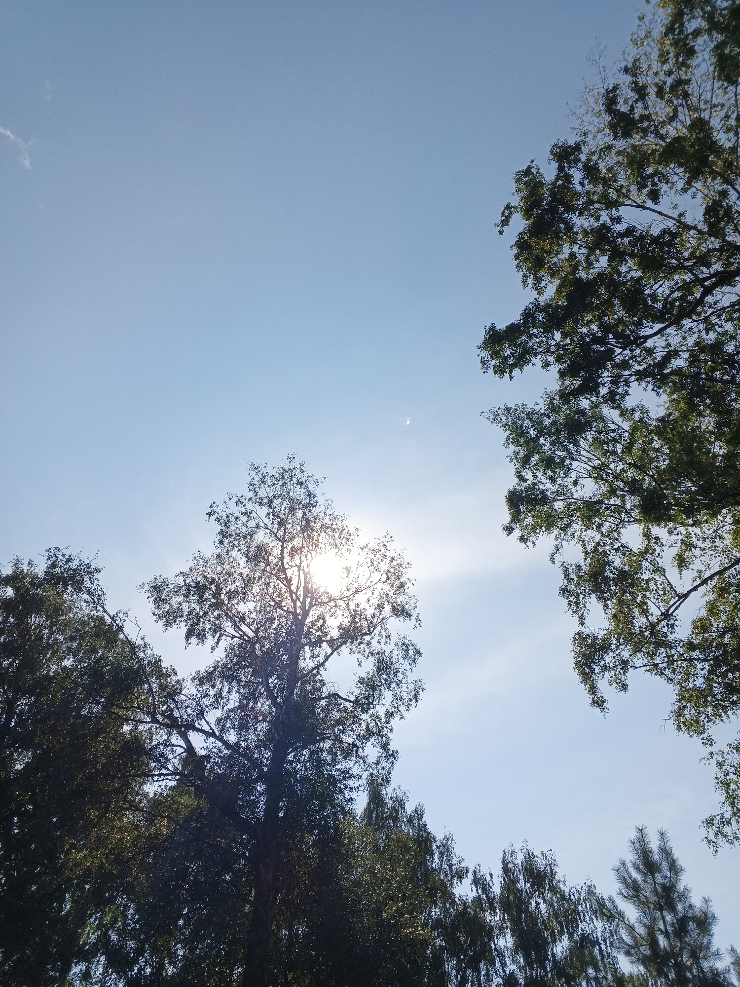 The image captures a view looking up through the branches of several trees towards a clear blue sky. Sunlight filters through the leaves of a central tree, creating a bright, lens flare effect. A sliver of the moon is faintly visible in the upper portion of the sky. The trees, some deciduous and others coniferous, frame the sky, with their dark green foliage contrasting against the lighter blue. The scene appears to be an outdoor natural setting, possibly a park or forest, given the density and variety of trees. There are no people or specific structures visible.