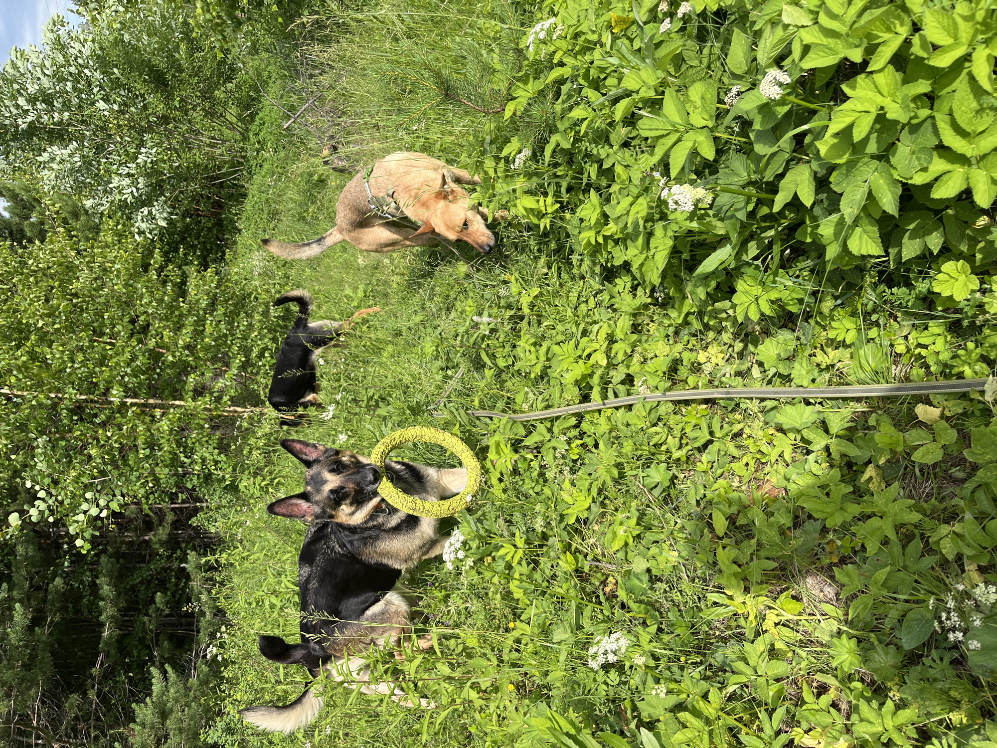 A German Shepherd dog, with black, tan, and cream fur, stands in tall green grass holding a yellow ring toy in its mouth. To the right, a tan dog with a green collar looks down into the grass. In the background, another black dog is partially visible. The scene is outdoors with trees and foliage forming a dense backdrop under a bright sky. The location is identified as Nizhny Tagil, Russia.