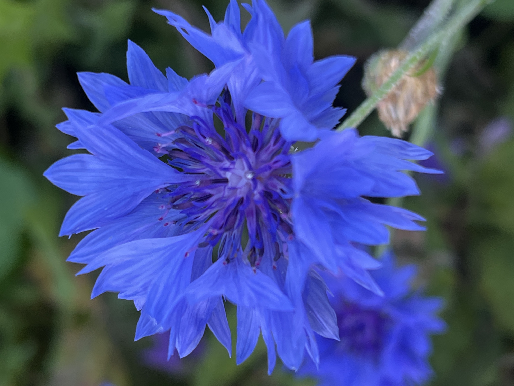 The image is a close-up, vertical shot of a vibrant blue cornflower in Il'ino, Russia. The flower's delicate, pointed petals are fanned out, with a darker, purplish center. The background is softly blurred, showing green foliage and hints of other flowers. A dried seed head is visible on the stem to the right of the main flower. The lighting suggests it is daytime, likely outdoors in a garden or field setting.