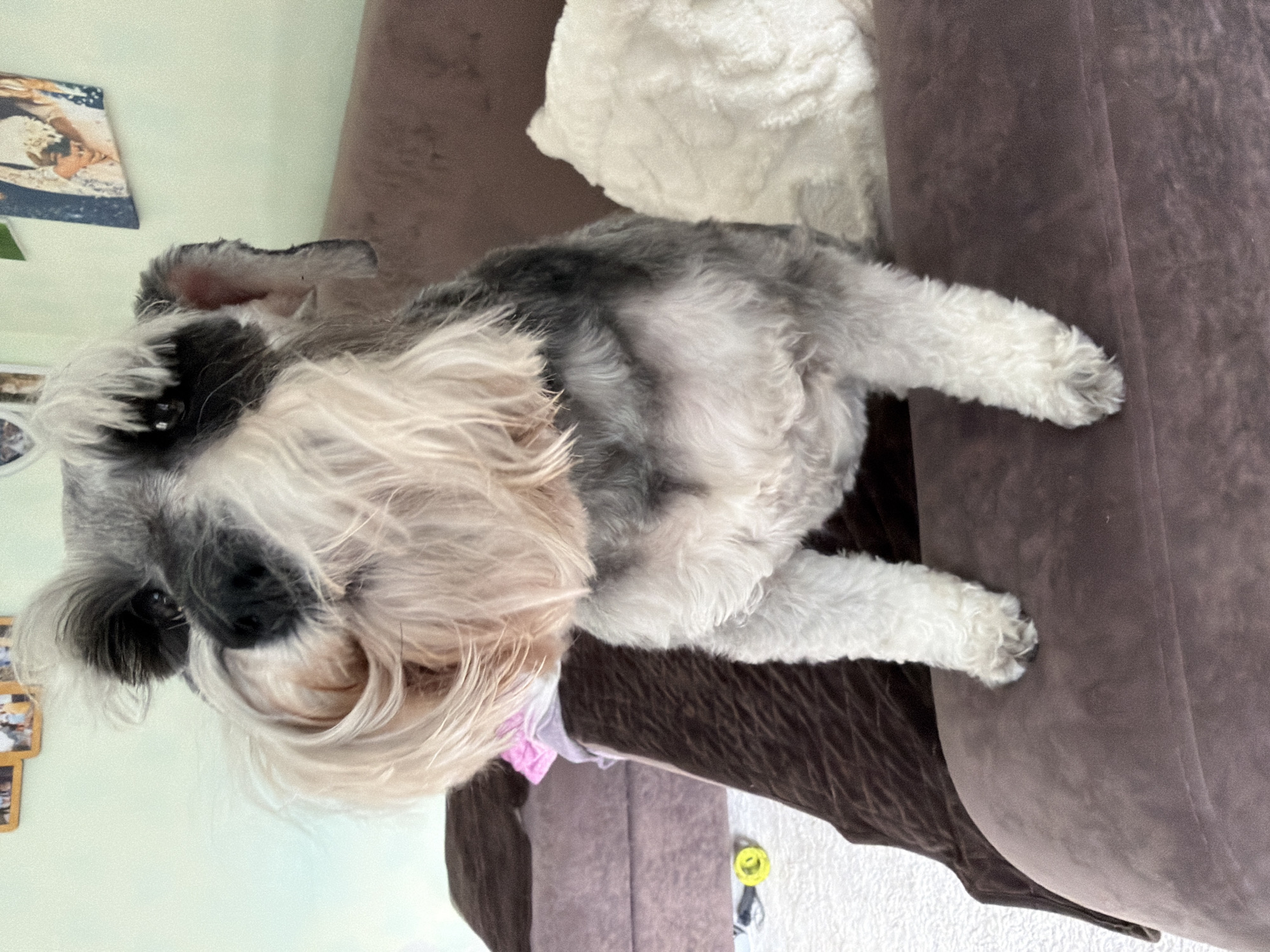 A schnauzer dog rests on a brown couch with a white cushion or pillow behind it. The dog has grey and white fur, with long white hair around its snout. The setting appears to be inside a home, evidenced by wall decor in the background and the presence of furniture. The specific location is Chaikovsky, Russia. The dog is lying still, and the overall environment suggests a domestic, indoor scene.