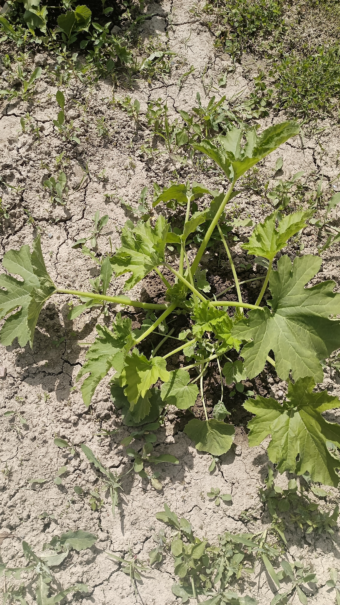 The image shows a zucchini plant growing in dry, cracked soil. There are other small weeds scattered around the zucchini plant and in the surrounding soil. The location is most likely in the city of Muzga, Bulgaria. No people or other subjects are visible.