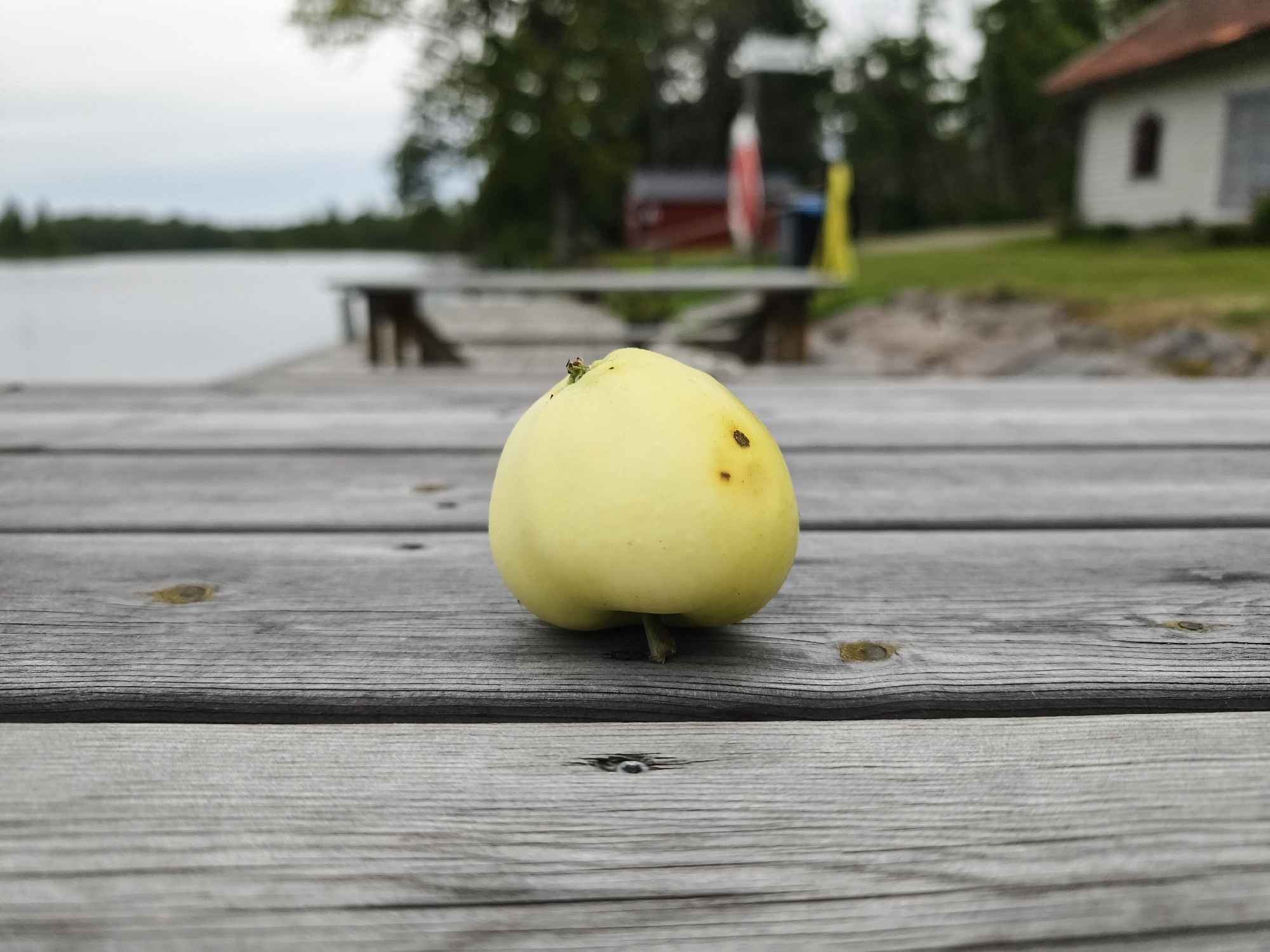 A light yellow apple rests on a wooden dock. The apple is positioned in the center of the frame and has some brown blemishes. A small insect is visible on the top left of the apple. The dock is made of weathered gray wooden planks. In the background, a body of water stretches out, with trees lining the opposite shore. A red building and a white house with a red roof are partially visible further in the distance. The scene appears to be in Brokind, Sweden, given the context of the provided information. The sky is overcast.