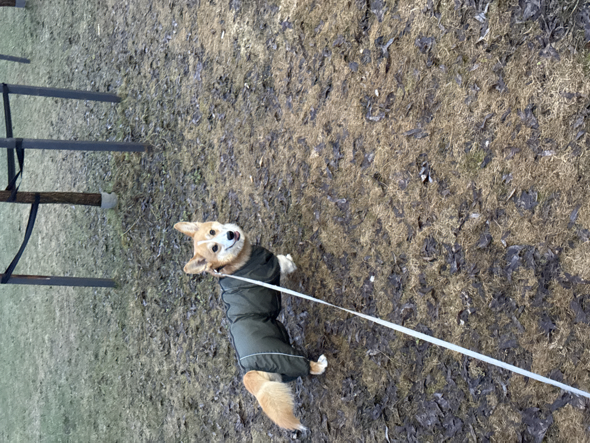 A corgi wearing a dark green coat stands on a patch of dry grass and leaves. The dog is leashed. To the left, a black metal structure rises from the ground. The setting is an outdoor area, possibly in a park or yard. It is unclear if the photograph was taken in Votkinsk, Russia.