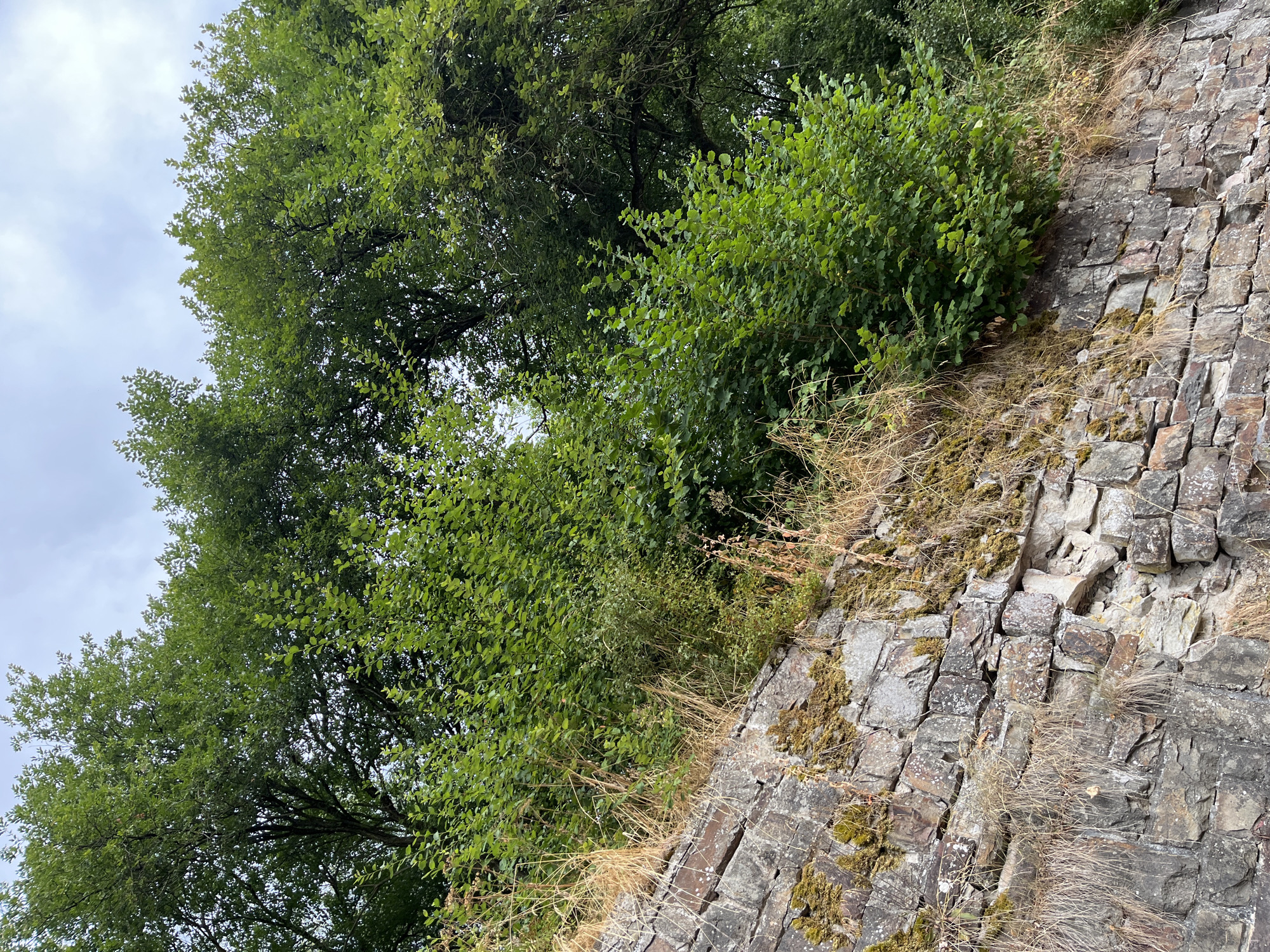 The image depicts a stone retaining wall overgrown with moss and dry grass, bordering a lush green embankment topped with dense foliage and trees. The stone wall is constructed from irregular, weathered blocks, with visible signs of age and some dislodgement of stones. Patches of moss, varying in color from bright green to yellow-brown, cling to the stones. Tall, dry grass sprouts from cracks and the top of the wall. Behind the wall, a dense thicket of green bushes and plants rises, with the dark trunks and green canopy of mature trees visible in the background, reaching towards a cloudy sky. The scene is devoid of human presence and activity, presenting a natural, somewhat wild, and overgrown section of landscape. The provided context places this scene within the city of Saint Vith, Belgium.