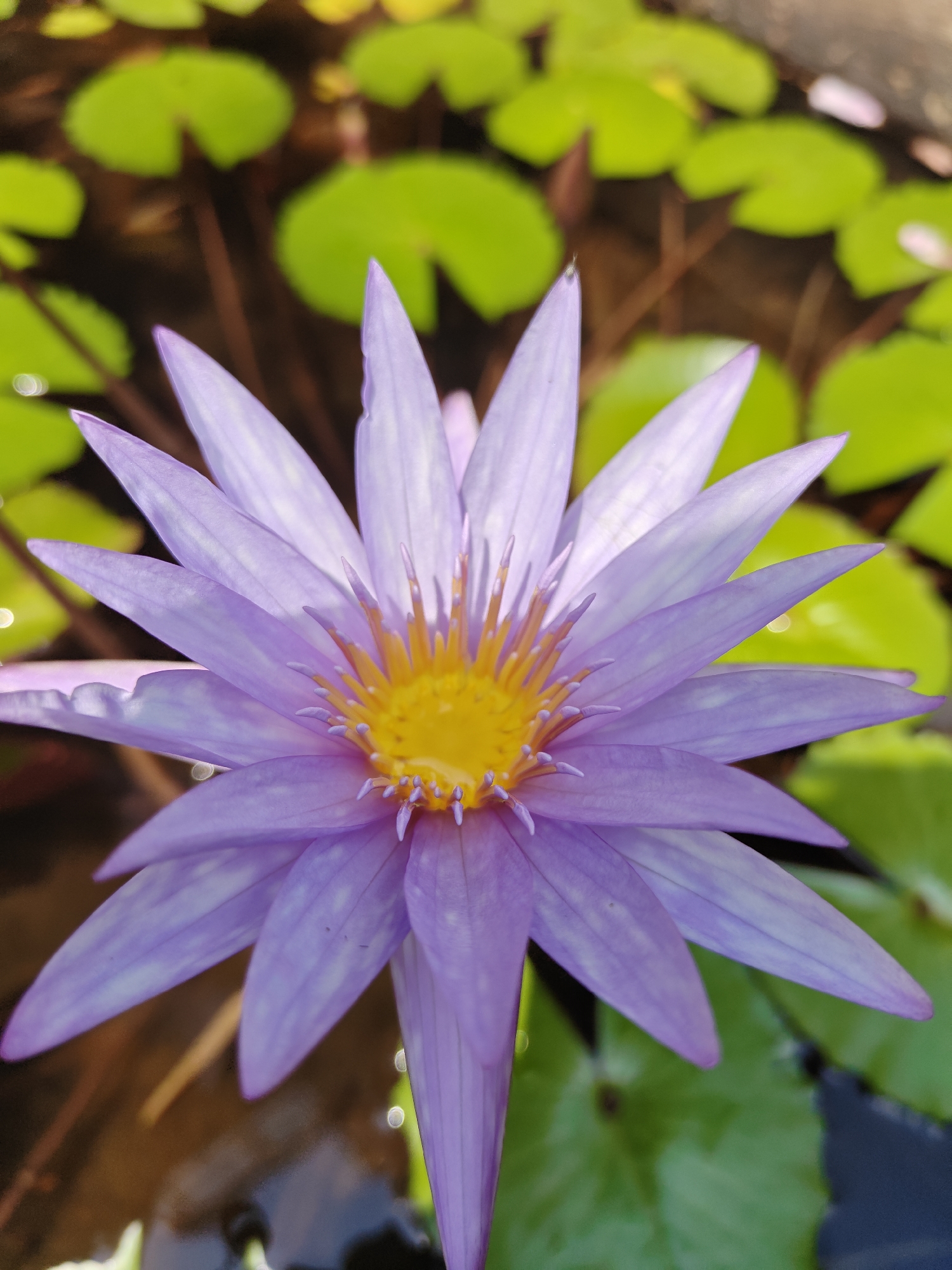 A close-up, high-angle shot shows a purple water lily with a bright yellow center surrounded by lily pads in Kalote Mokashi, India. The lily petals are long and pointed, radiating outward from the flower's center. The lily pads are round and green, floating on the water around the flower. Some of the flower's stem and leaves are also visible. The background is somewhat blurred, but it is possible to make out the water and the edges of the container in which the lily is growing.