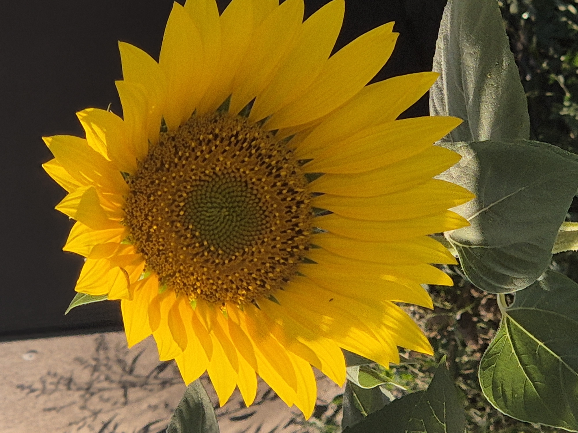 A close-up, slightly angled view captures the vibrant yellow petals and central disc of a sunflower. The petals are bright and illuminated by sunlight, casting soft shadows. The center of the sunflower is a rich brown with a textured pattern of seeds. In the lower portion of the image, large, green leaves of the sunflower plant are visible. The background is a dark, blurred area, possibly representing a wall or foliage. To the left of the sunflower, a lighter, textured surface with faint shadows of plant stems is visible. The image appears to be taken outdoors, likely in a garden or natural setting. There are no people or animals visible in the frame. The scene suggests a sunny day.