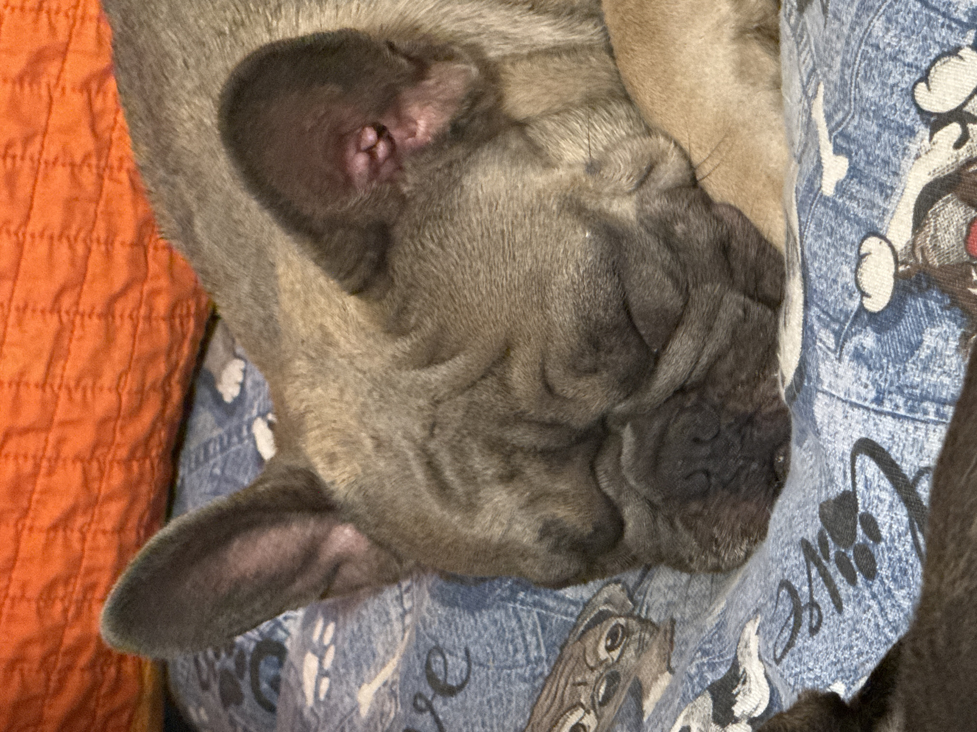 The image shows a close-up, eye-level view of a fawn-colored French bulldog puppy sleeping on a patterned blue blanket. The puppy's face is deeply wrinkled and its eyes are closed. The blanket has a denim-like texture and features an illustration of cartoon dog faces and paw prints, along with the word "love" in cursive. Behind the puppy, an orange, quilted fabric is visible. There is no indication of the puppy's location within San Benedetto del Tronto, Italy.