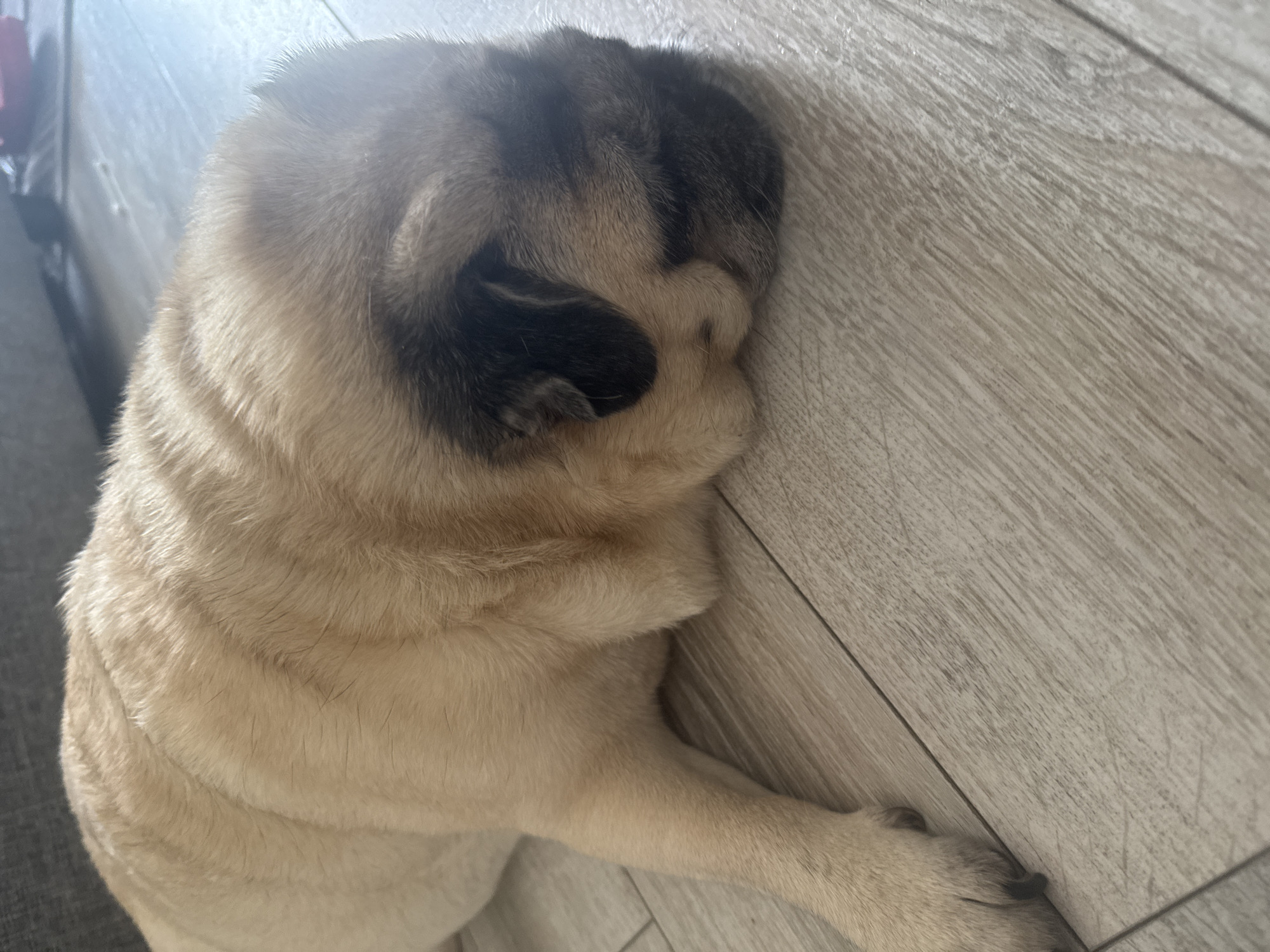 A fawn-colored pug is lying on a light-colored wooden floor. The dog is facing towards the right of the frame, with its head resting on the floor. The pug has black markings around its eyes and on its ears. The floorboards have a wood grain pattern. The background shows a blurry grey surface, possibly a sofa or rug, and a hint of red object in the far background. The lighting suggests an indoor environment. There are no people visible in the image. The scene appears to be within a residential setting in Bishkek City, Kyrgyzstan.
