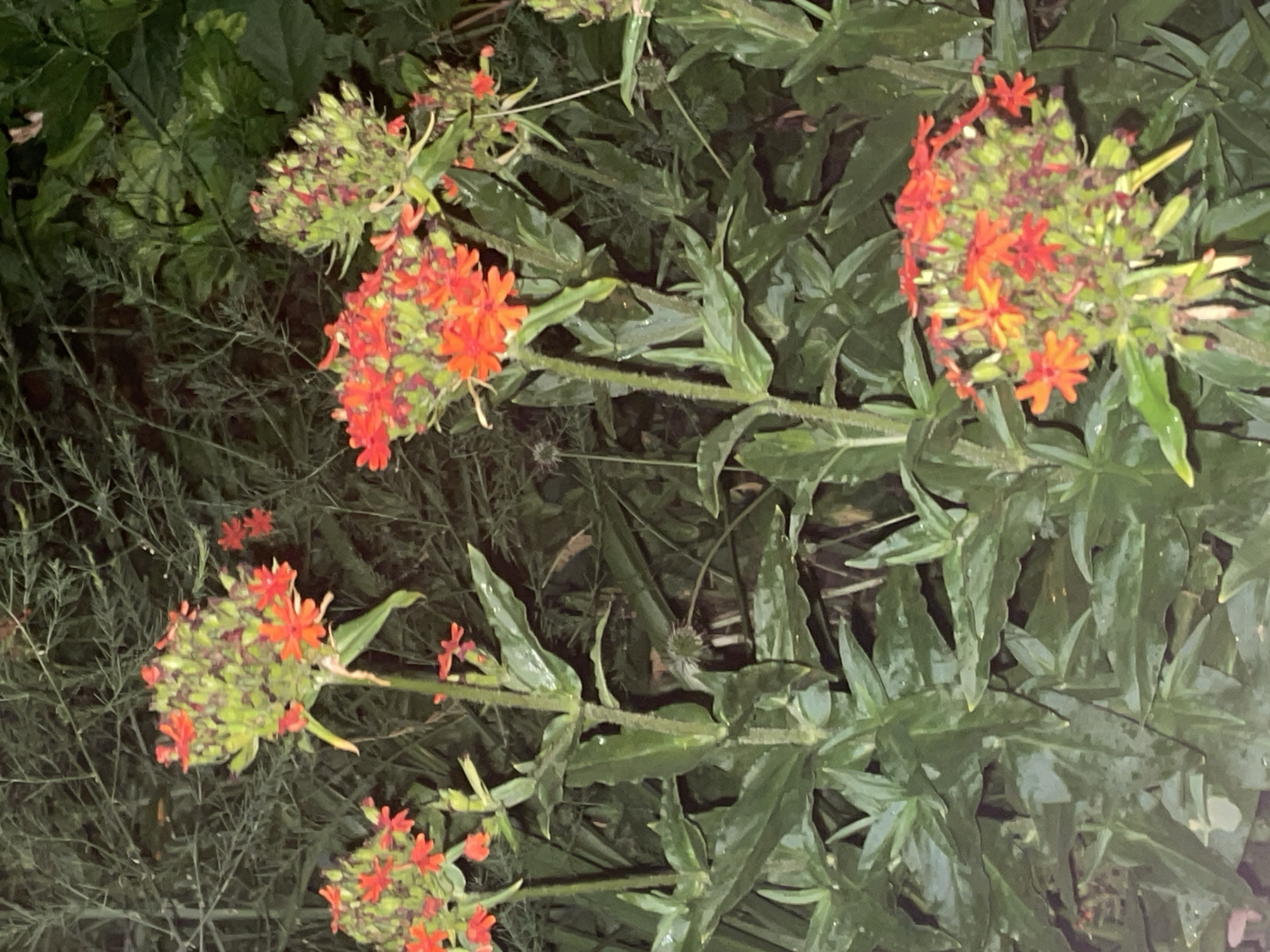 The image shows a cluster of bright orange flowers with green stems and leaves. The flowers are small and star-shaped, and they are arranged in a dense cluster at the top of the stems. The leaves are long and slender, and they are a dark green color. The background is blurred and dark, with some suggestion of other greenery. The image appears to have been taken at night, as indicated by the low light conditions. There are no people or animals visible in the image. The location of this image is not specified, but it is not possible to determine if it is in the city of Krasnogorsk, Russia from the visual information provided.