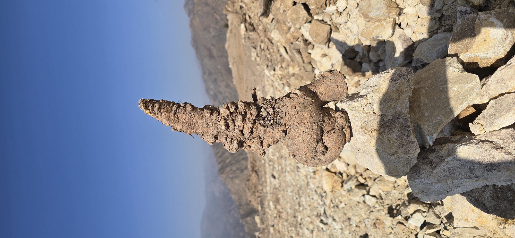 A natural formation, appearing to be dried mud or clay, is precariously balanced atop a small cairn of stones in a rocky, arid landscape. The formation is roughly conical in shape, with a bulbous base and a tapering, textured top. Its surface is rough and layered, resembling stacked discs or scales. The base exhibits a more rounded, organic form. The cairn consists of several light-colored stones of varying sizes, stacked unevenly.

The background depicts a vast, mountainous terrain under a clear, bright blue sky. The mountains are arid and rocky, with sparse vegetation visible in some areas. The ground immediately surrounding the formation is covered in loose stones and dirt. The lighting suggests it is daytime, with strong sunlight casting shadows. The image appears to have been taken outdoors in a remote, natural setting. There are no indications of human presence or activity other than the placement of the formation on the stones, suggesting it may be a natural artifact or a deliberately placed marker. No specific location within Ak-Terek, Kyrgyzstan is identifiable from the image.