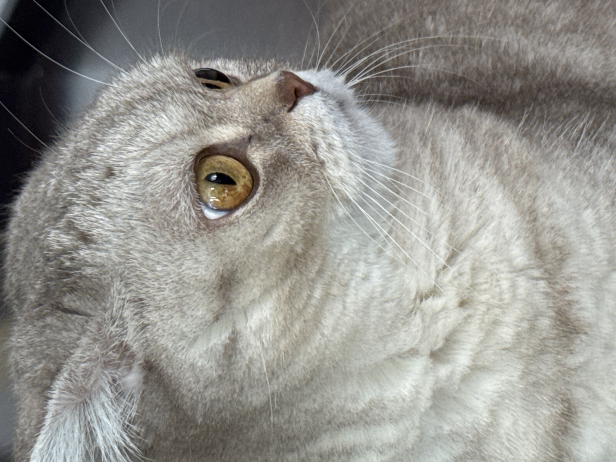A close-up shot of a gray tabby cat looking upwards. The cat has yellow-gold eyes, a pinkish-brown nose, and long white whiskers. The cat's fur is short and dense, with a muted gray and white pattern.