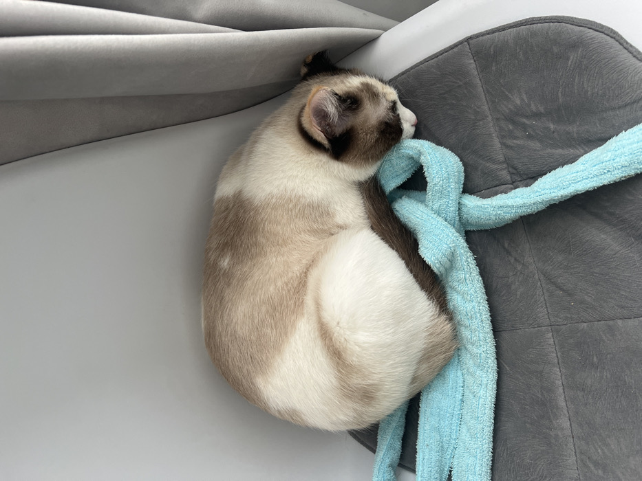 A domestic cat, exhibiting a seal point or similar colorpoint pattern with creamy white fur on its body, light brown patches, and dark brown extremities (face, ears, tail), is observed curled tightly and sleeping. Its head is tucked against its body, resting on its paws. The cat is situated on a dark grey, quilted mat with visible stitching. A light blue, textured fabric, resembling a towel or soft rope, is intertwined around the cat's body and lies partially on the mat. The background consists of a light grey, plain wall to the left and folded grey curtains to the right, indicating an indoor environment within the city of Votkinsk, Russia.