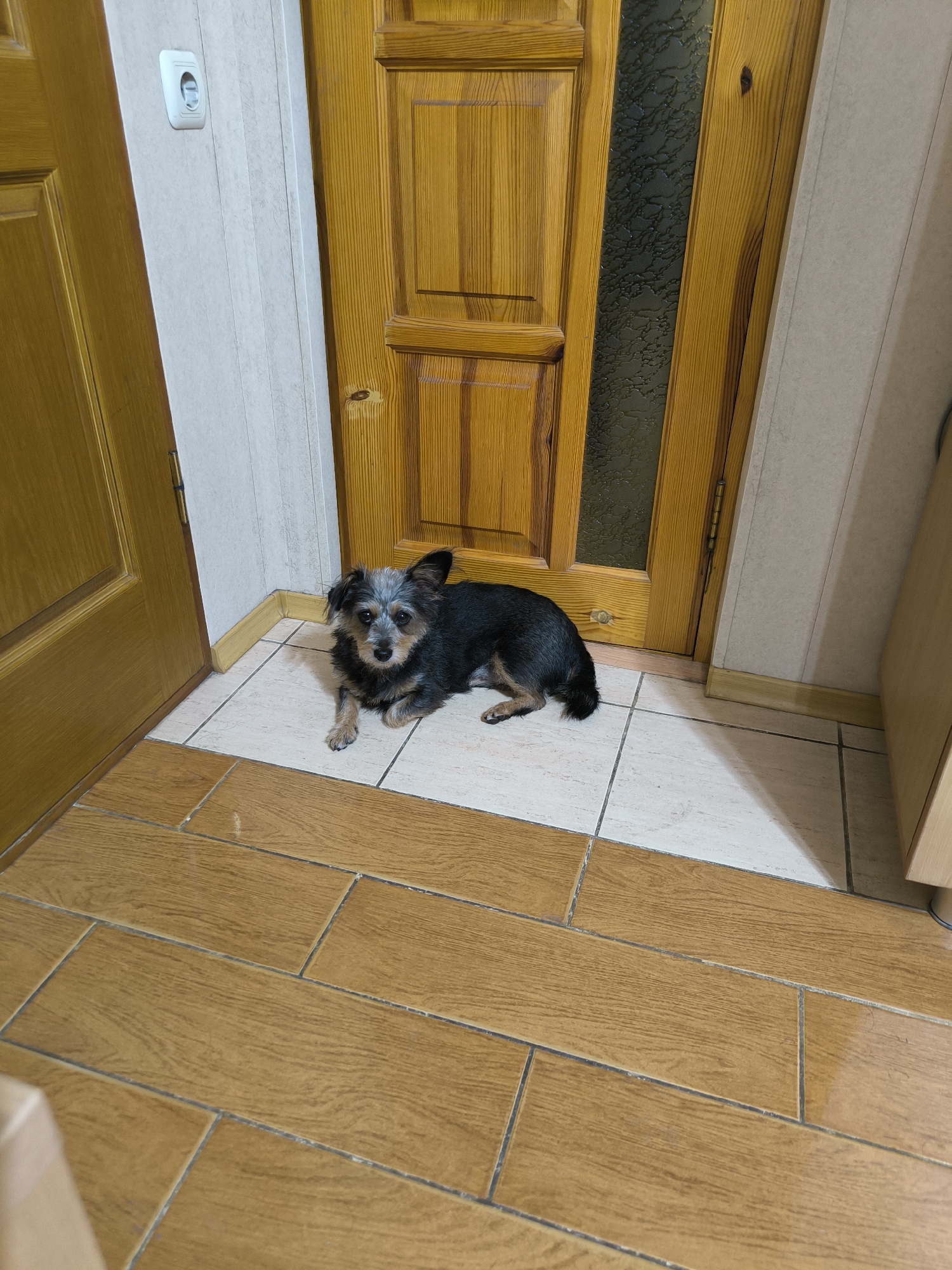 The image depicts a small, mixed-breed dog with dark fur and some grey on its face, lying on a tiled floor in what appears to be an interior hallway. The dog is positioned in the corner of the hallway, between two wooden doors. The floor is a combination of light-colored tiles and wooden planks. One of the wooden doors is a double door with decorative panels and a vertical strip of frosted glass. The other door, to the left, is a solid wooden door. A white electrical outlet is visible on a beige, paneled wall to the left of the central door. The overall environment suggests a residential setting. There is no indication of the city of Mykolaiv, Ukraine, in the image itself or the provided crops.