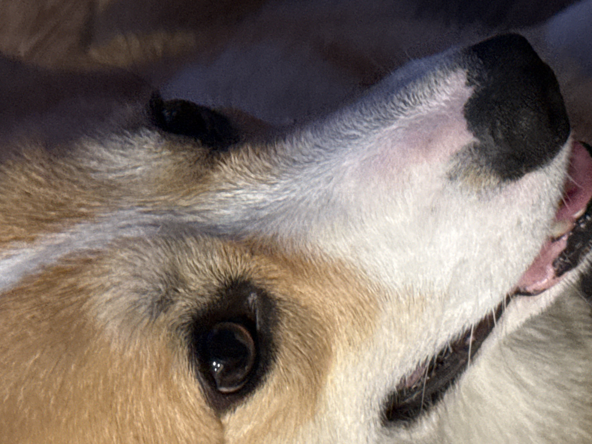 Close-up of a dog's head, featuring a brown and white coat, a black nose, one visible eye, and partially visible teeth. The image does not depict any identifiable location in Votkinsk, Russia or any other specific environment. It focuses primarily on the animal's features.