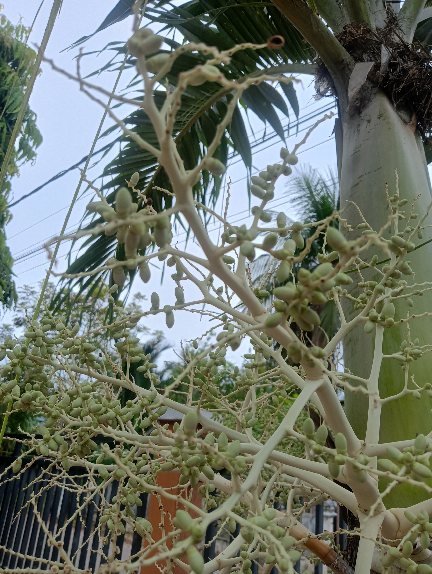 This is a close-up, vertical shot of a palm tree's developing fruit. The image focuses on a cluster of pale green, oval-shaped fruits arranged along thin, branching stems, which are a creamy white color. These stems are in the foreground and are slightly blurred due to the shallow depth of field. In the background, parts of the palm's trunk are visible, along with its green fronds and the sky, which appears overcast. A black metal fence and some indistinct foliage are also present. The scene suggests an outdoor environment in a tropical or subtropical location, possibly in Baratpayaitek, Indonesia, given the context of the query. There are no people or animals visible in the image.