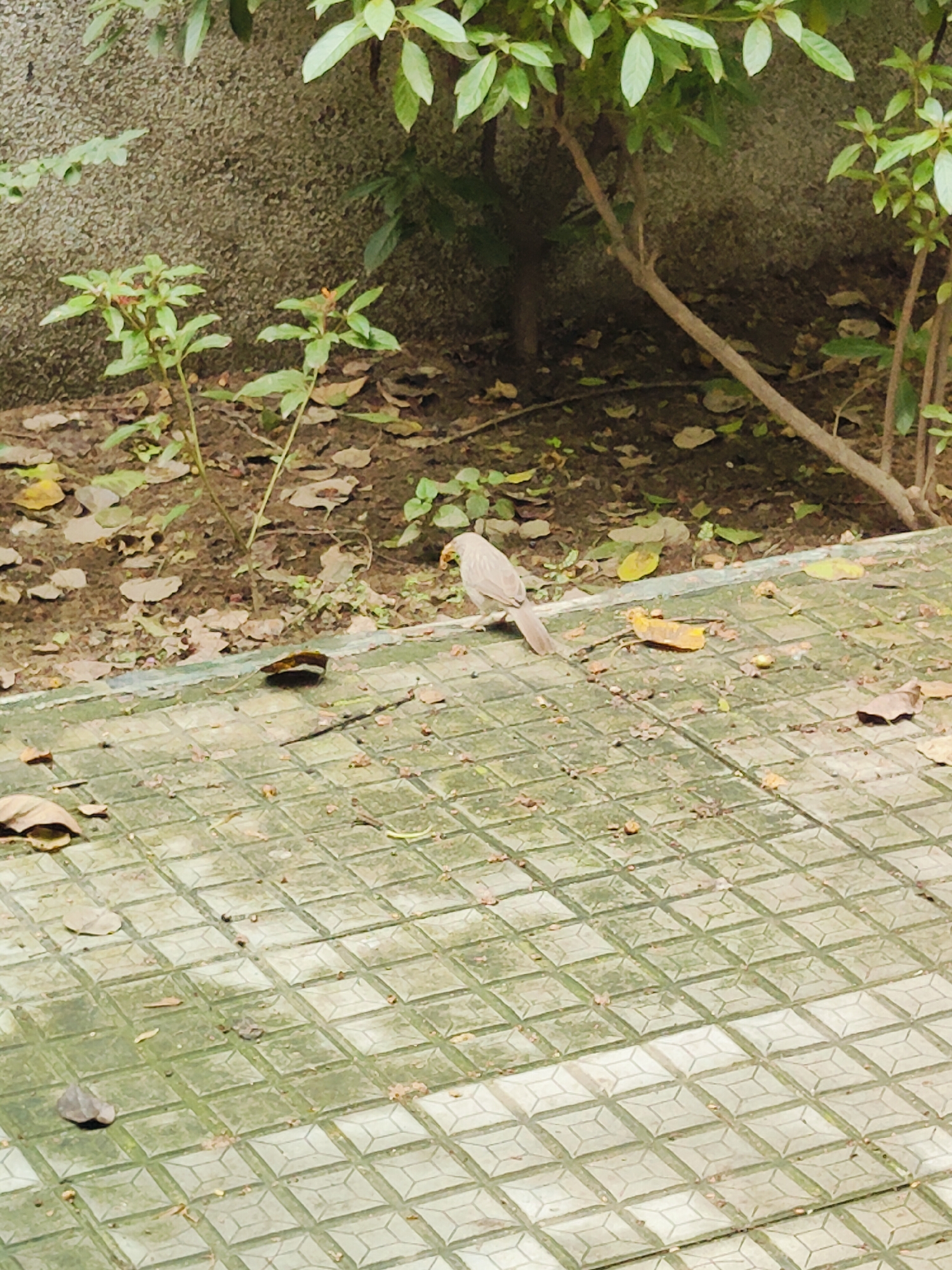 A bird with light brown plumage stands on a patterned, moss-covered stone walkway. The bird is facing to the right, with its beak slightly open. Fallen leaves are scattered across the walkway and the dirt ground behind it. A rough-textured grey wall is visible in the background, with green foliage and thin branches extending from trees. The scene appears to be an outdoor setting in Gurgaon, India.