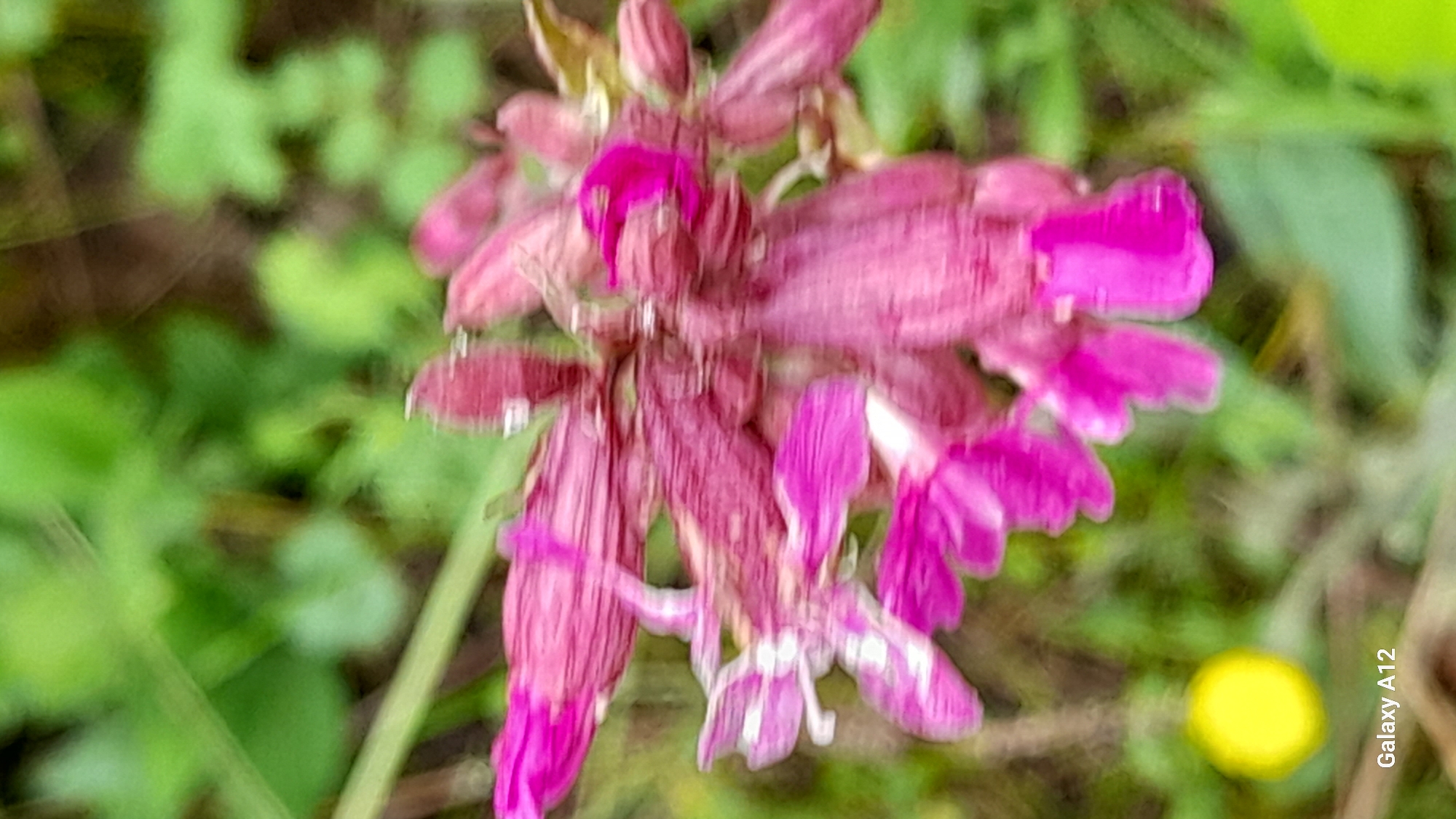 This media file presents a close-up photograph of a cluster of vibrant pink and magenta flowers. The flowers are heavily blurred, suggesting motion blur or a shallow depth of field with an out-of-focus subject, though their elongated, spiky arrangement is still discernible. Some parts of the petals display lighter pink or whitish accents. The background is completely out of focus, rendered as soft, indistinct blurs of green foliage, indicating a natural, outdoor environment. Darker, blurry shapes are also present within the background. A prominent, blurry yellow circular object is visible in the lower right portion of the image. The overall impression is of natural flora captured with a soft focus. In the bottom right corner, the white text "Galaxy A12" is vertically displayed, identifying the camera used. The scene is located in Марковский, Russia, and likely depicts flowers in a garden or wild setting during daylight.