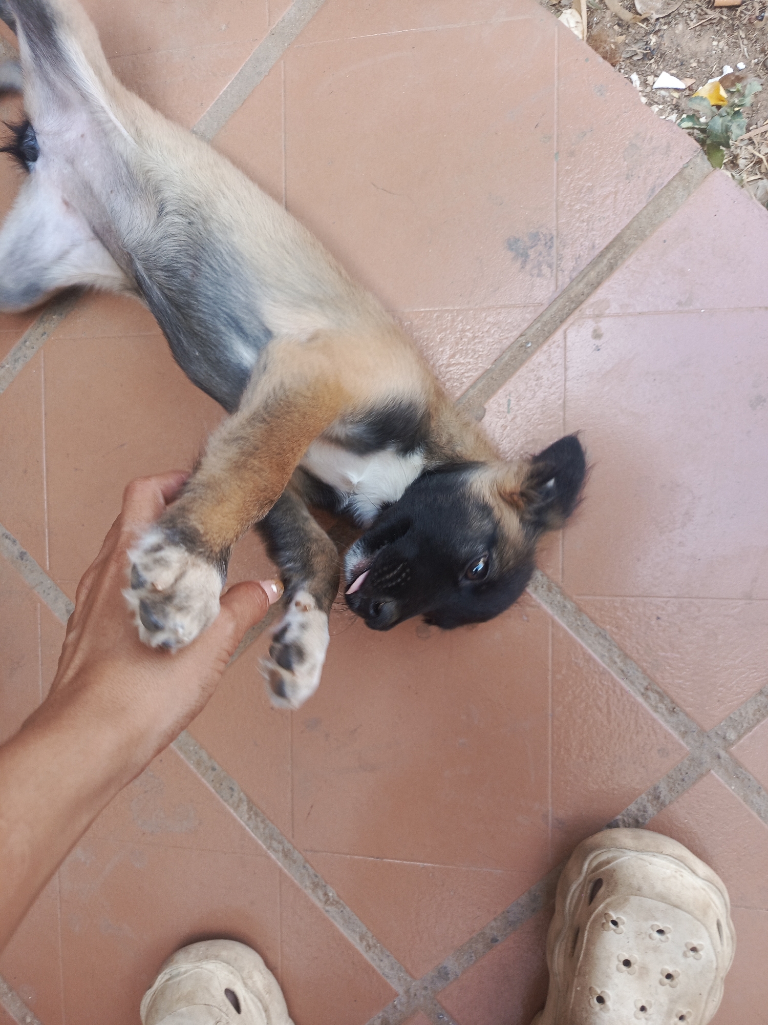 The image shows a puppy lying on its back on a tiled floor. A person's hand is holding one of the puppy's paws. The puppy is light brown with a black face and white chest. A partially visible foot wearing a white sandal is also present in the image. The location of the image is Juan Griego, Venezuela.