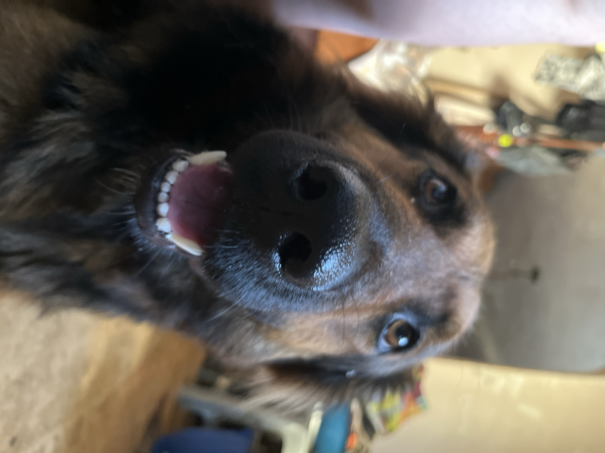 A close-up, low-angle shot shows the face of a German Shepherd dog with dark brown and black fur. The dog's snout and open mouth with visible teeth fill the foreground. The dog's brown eyes are looking towards the camera. The background is blurred and appears to be an indoor setting with furniture and possibly other objects. The location is not specified in the image or its metadata.